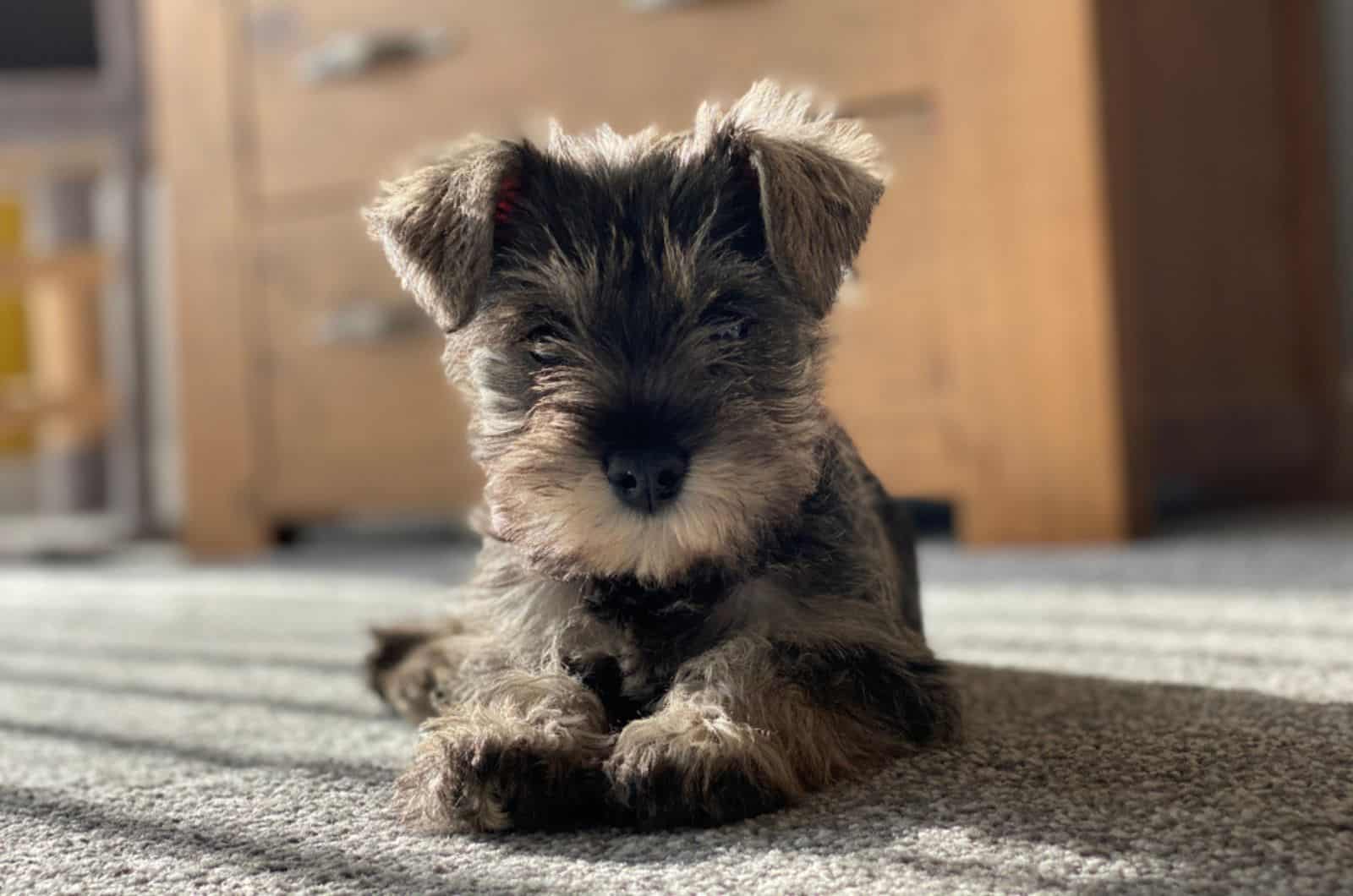 when does a mini schnauzer stop growing