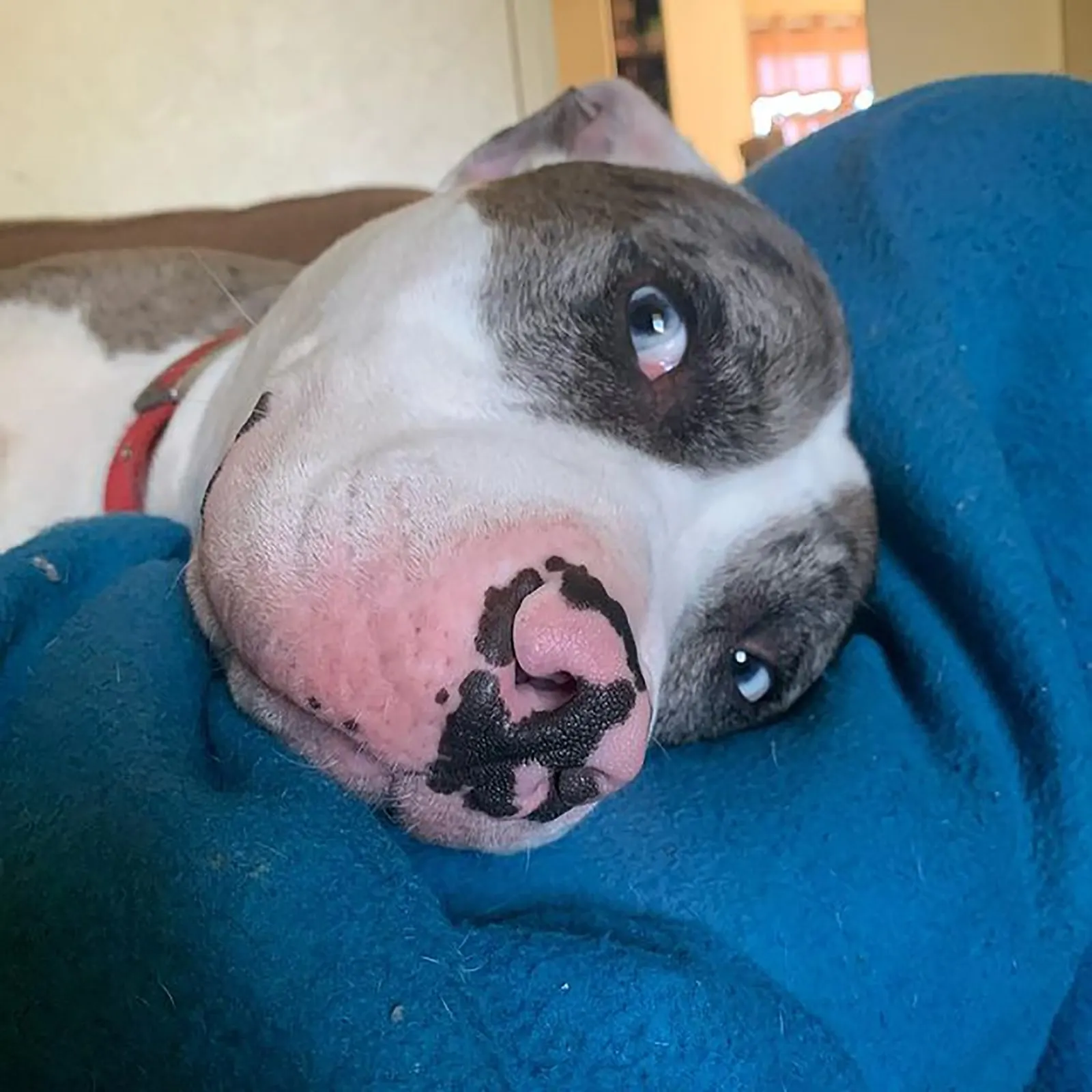 cute pitbull australian shepherd dog lying on the blanket