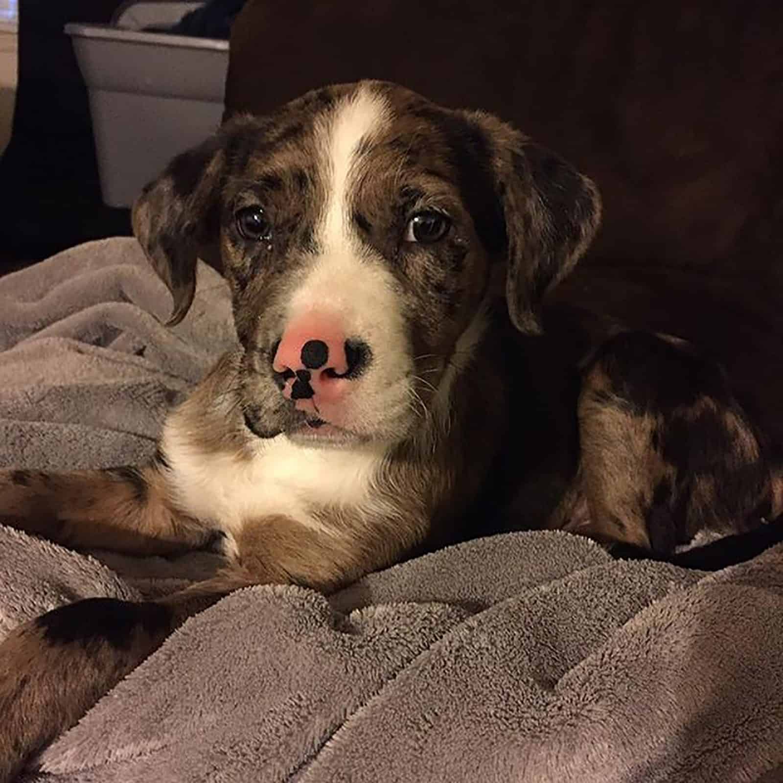 cute pitbull australian shepherd puppy lying on the bed