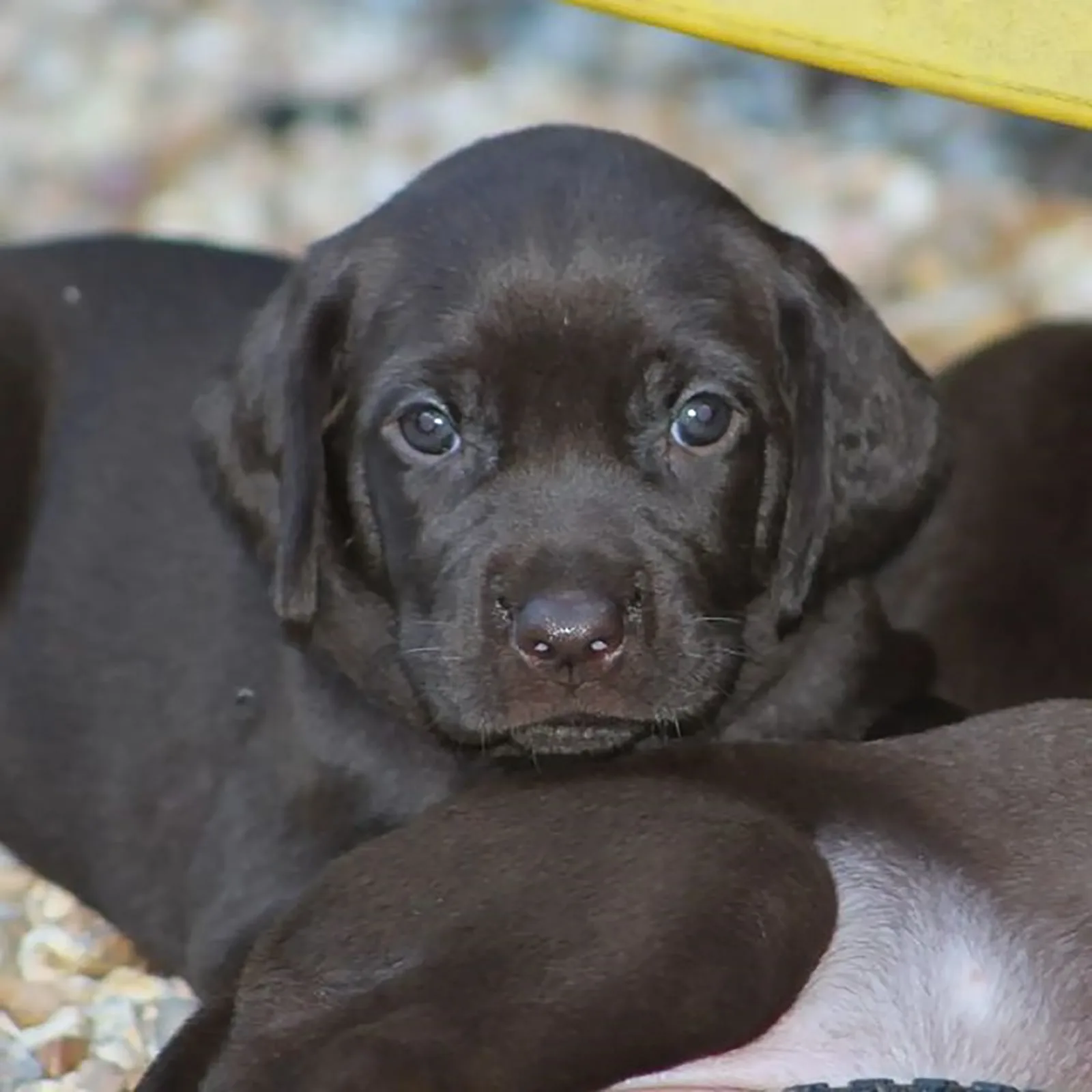 cute pudelpointer puppy looking into camera