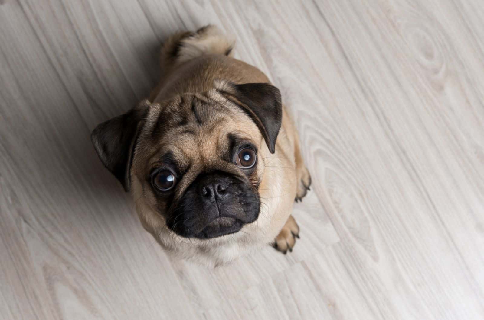 cute pug puppy sitting on the floor
