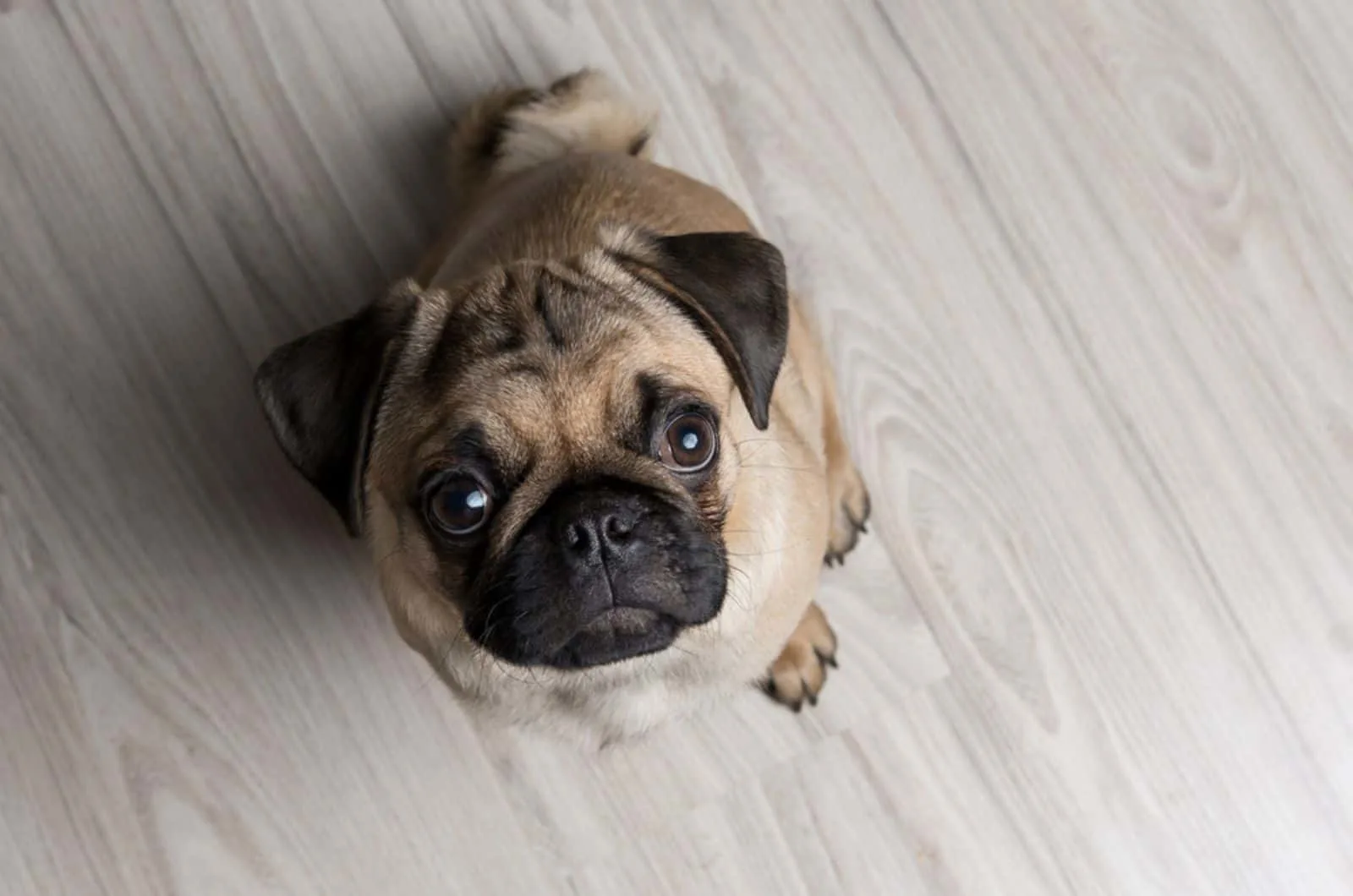 cute pug puppy sitting on the floor
