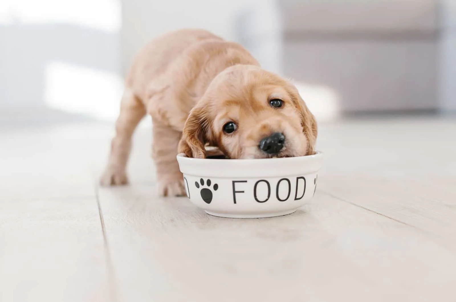 cute puppy eating from a bowl