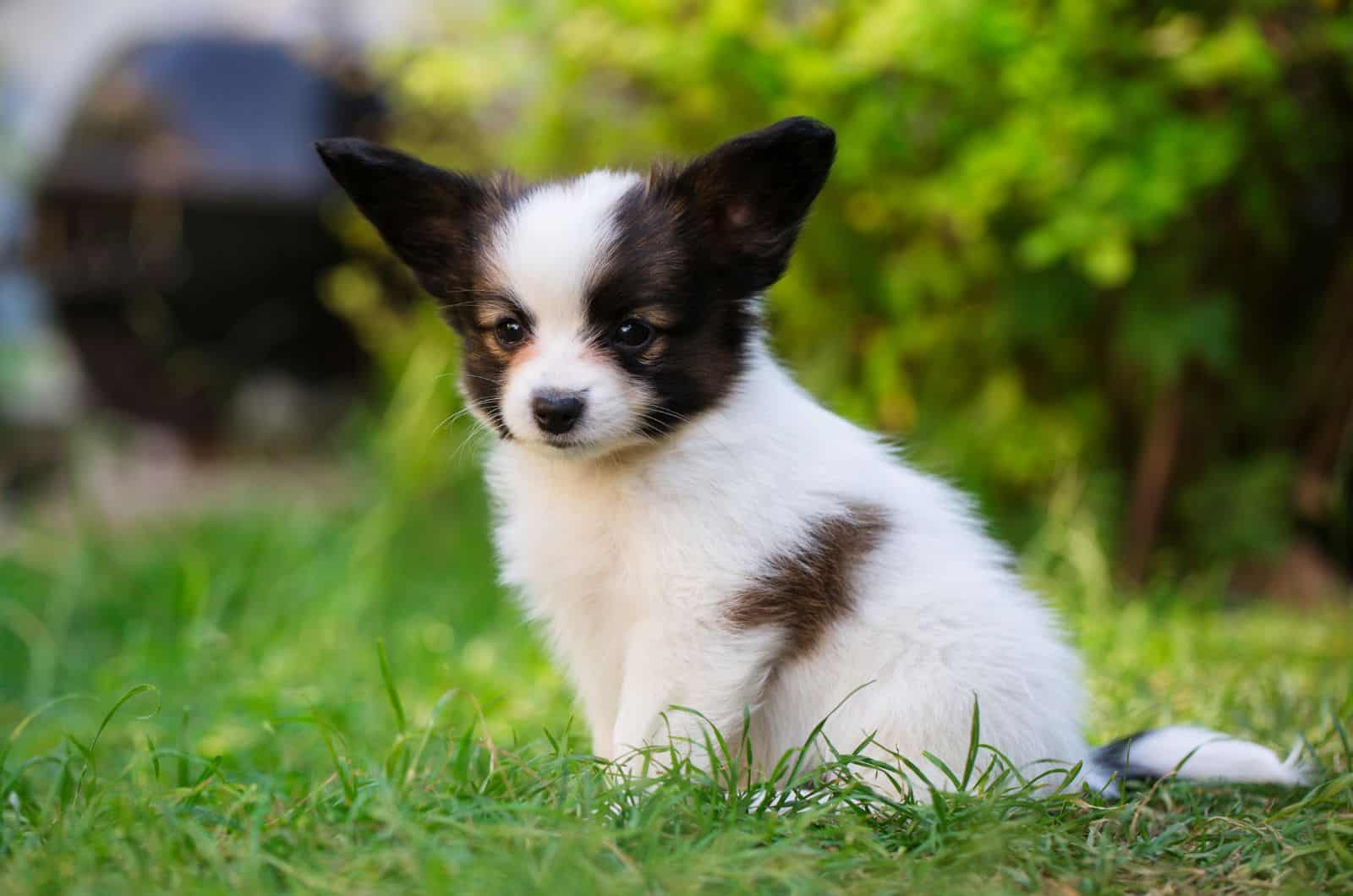 cute puppy sitting on grass