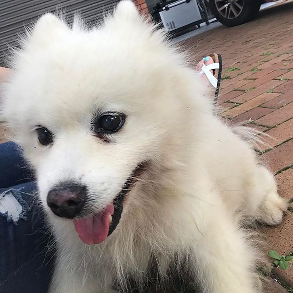 Samoyed Pomeranian Mix A Cute Hybrid Nobody Can't Resist