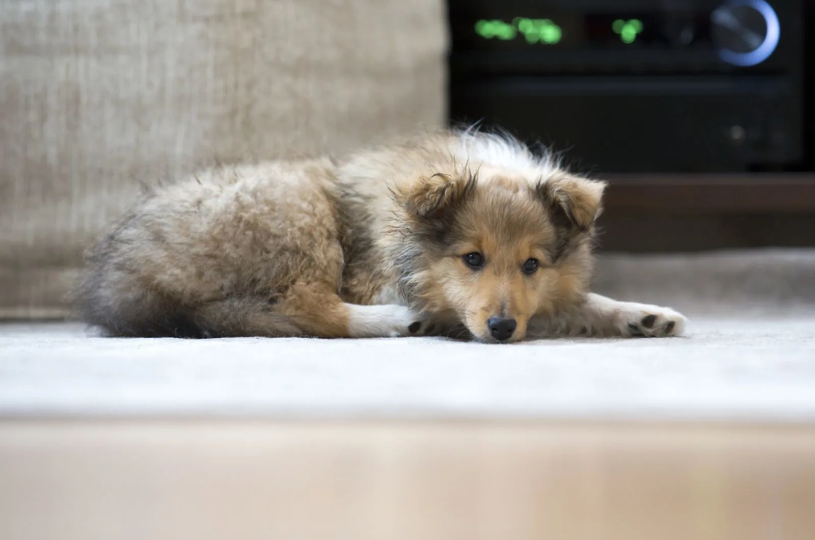 cute shetland sheepdog puppy lying on the floor