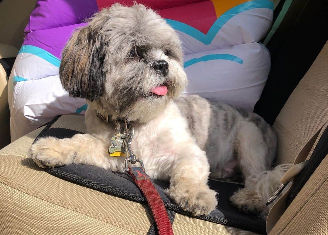 cute shih poo puppy cut