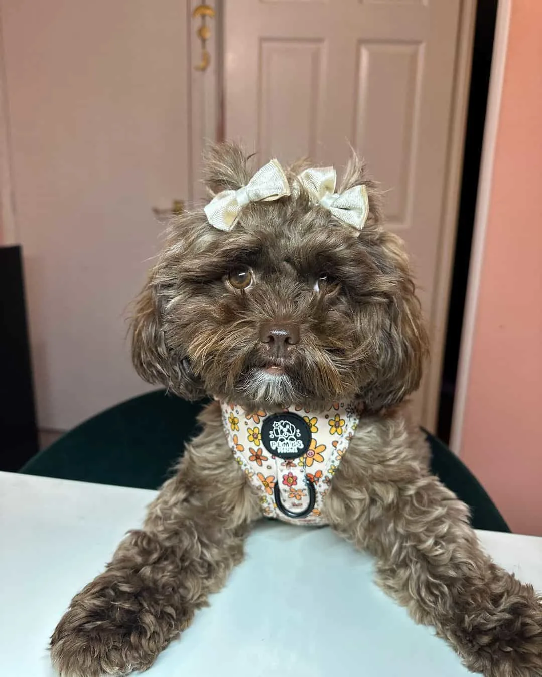 cute shih poo with tiny bows