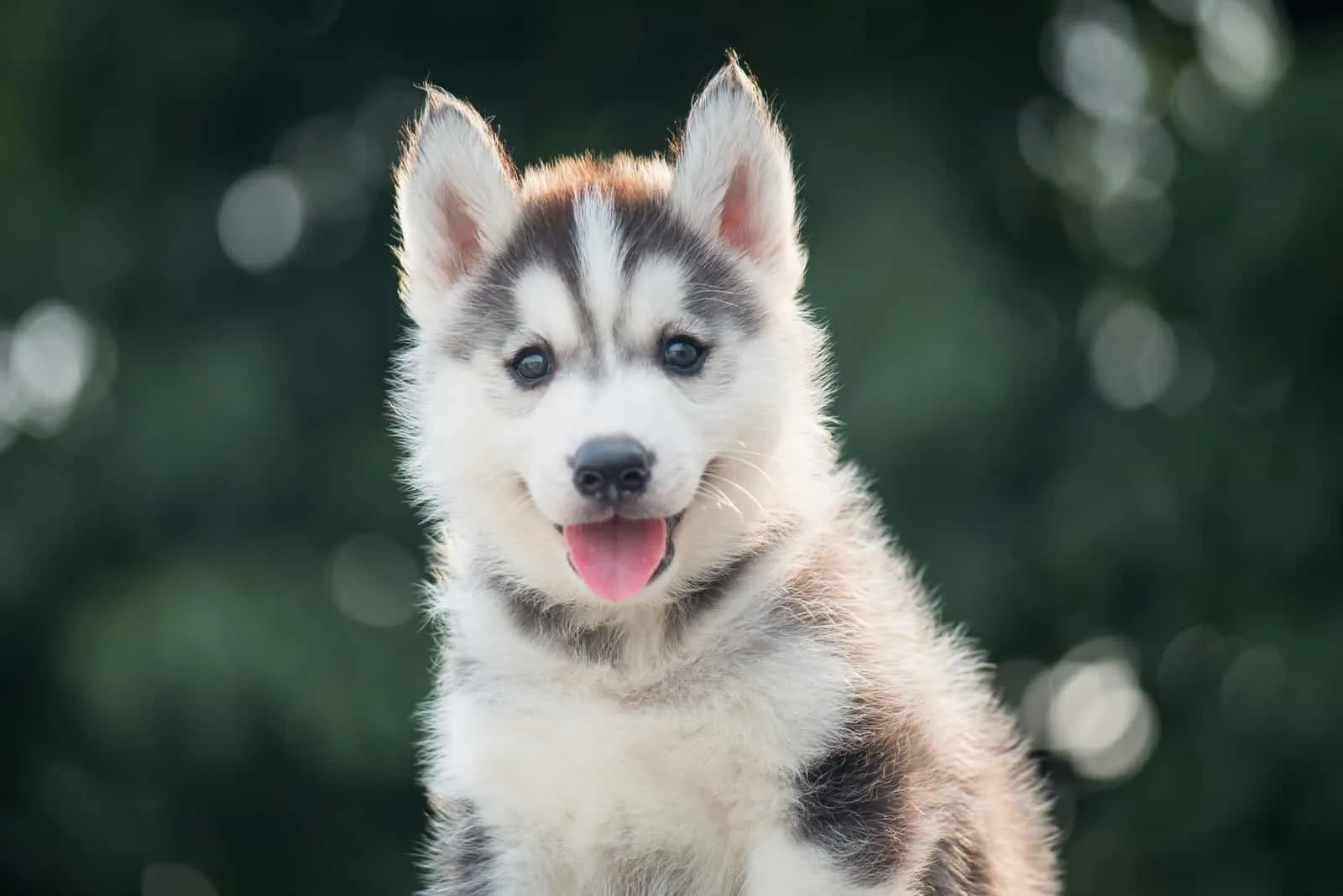 cute siberian husky puppy