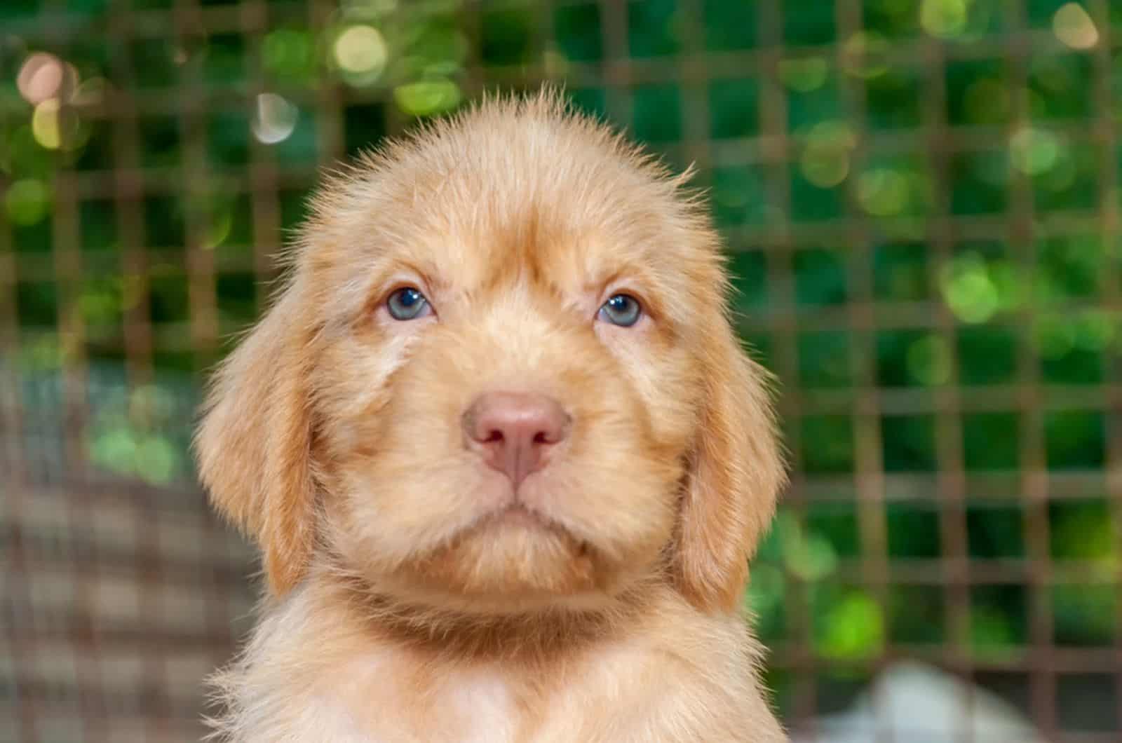 cute wirehaired vizsla puppy outdoors