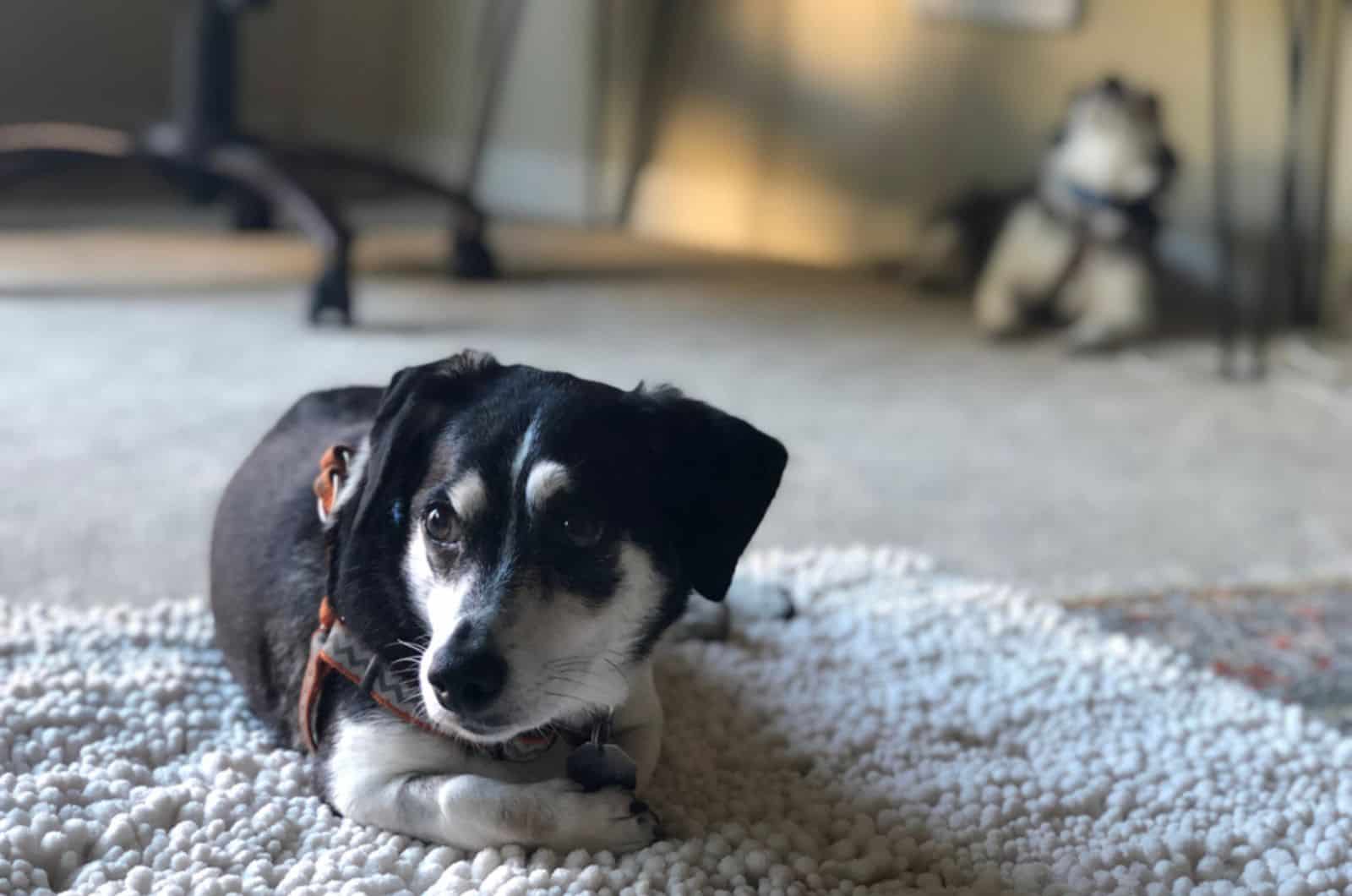 dachshund and rat terrier mix lying on the carpet