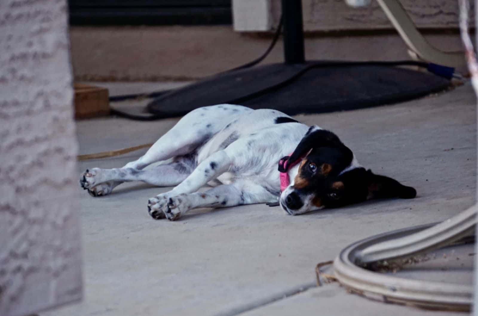 dachshund jack russell mix lying oudoors