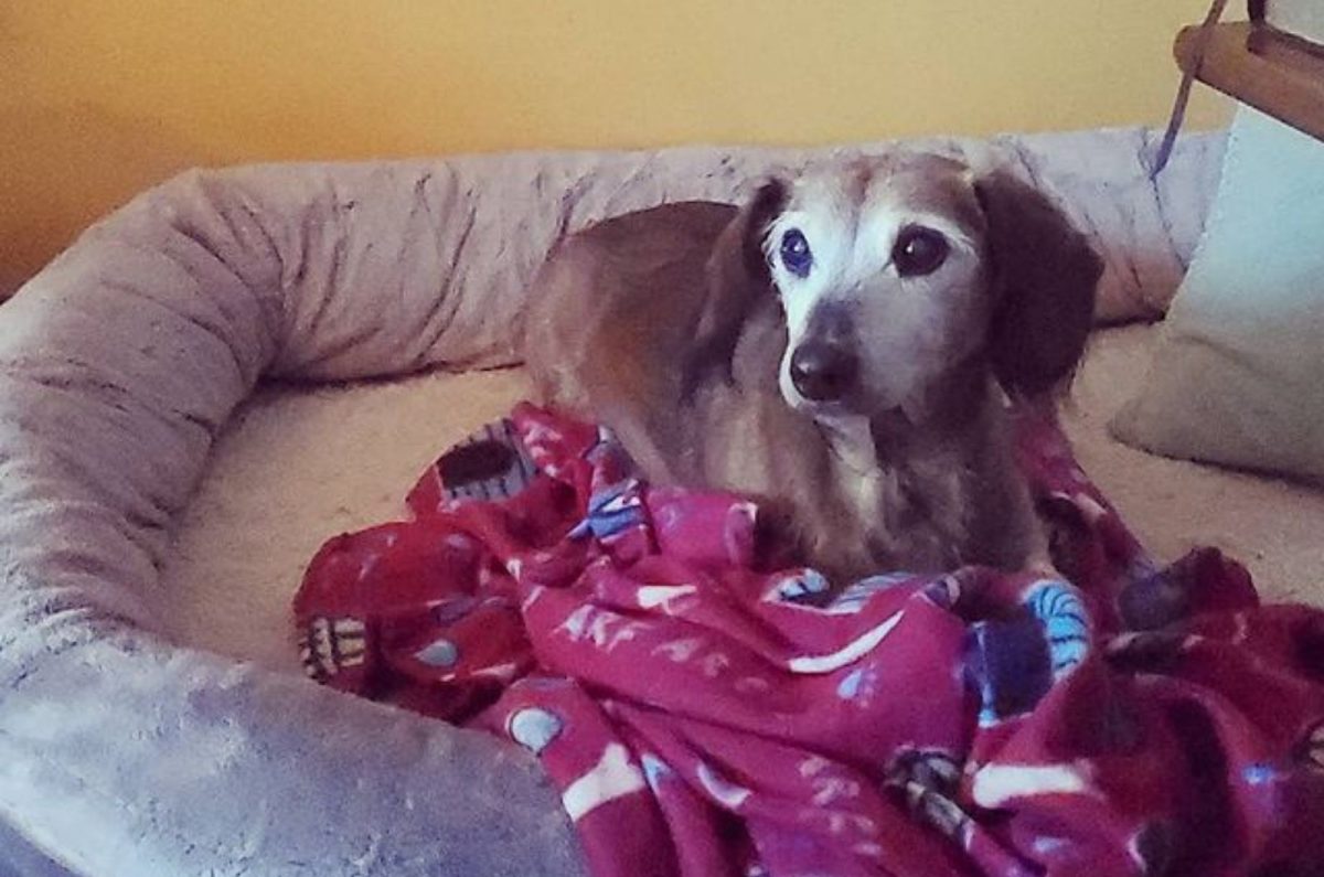 6 Dachshund Terrier Mixes For Every Owner