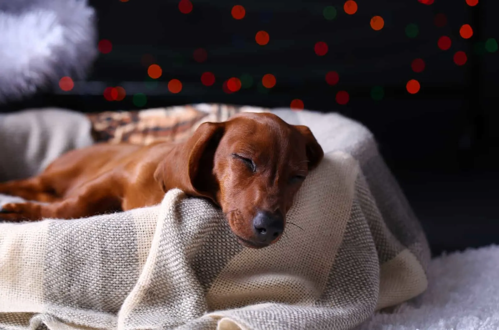 dachshund sleeping in dog bed