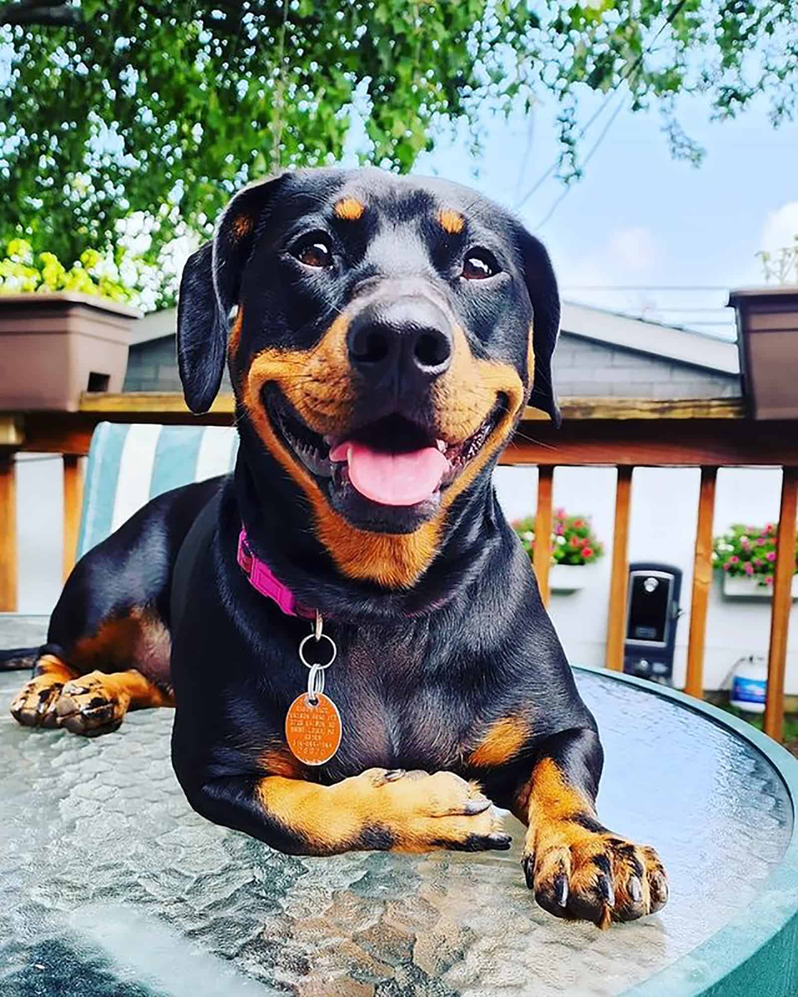 dachsweiler lying on the table