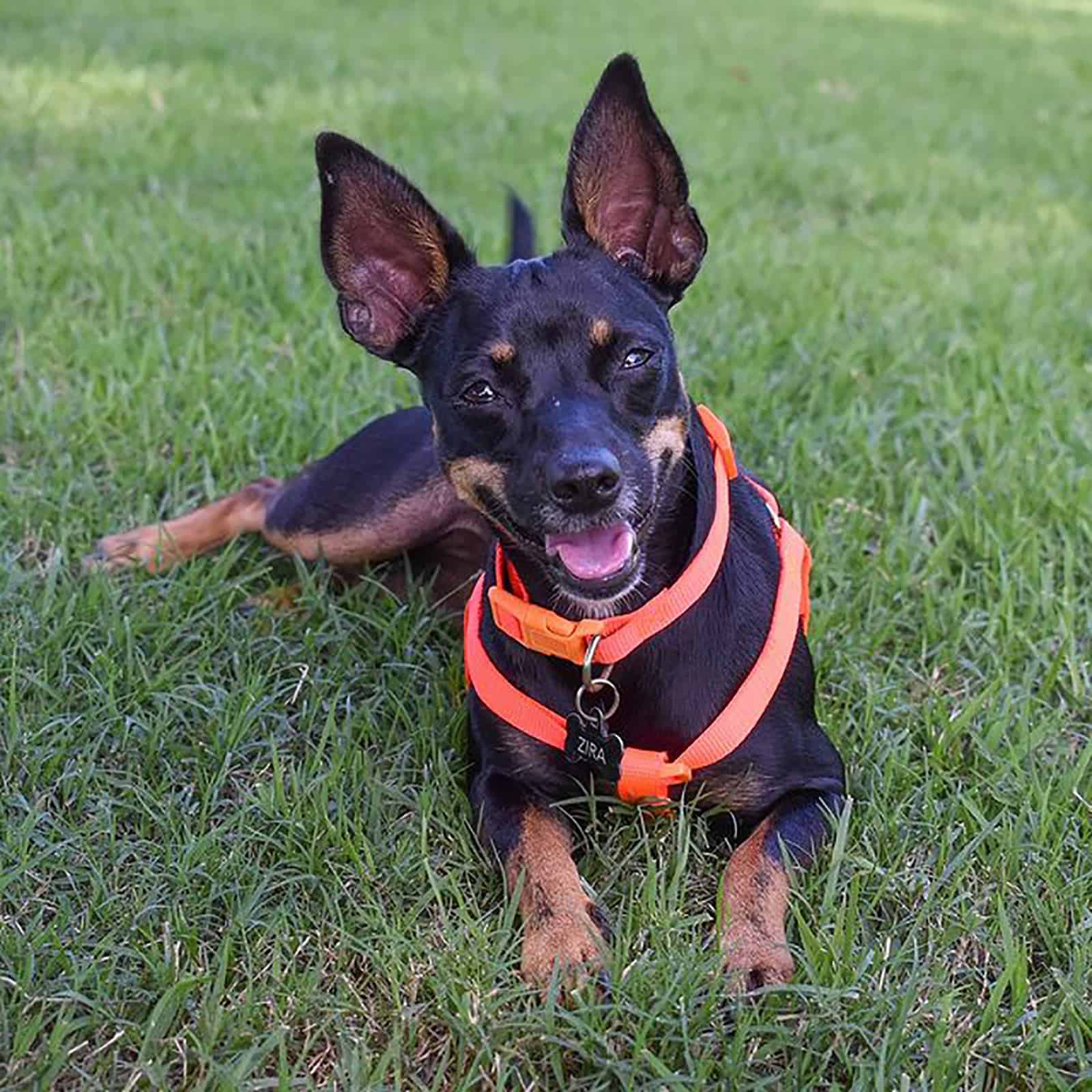 doberman chihuahua lying in the grass in the park