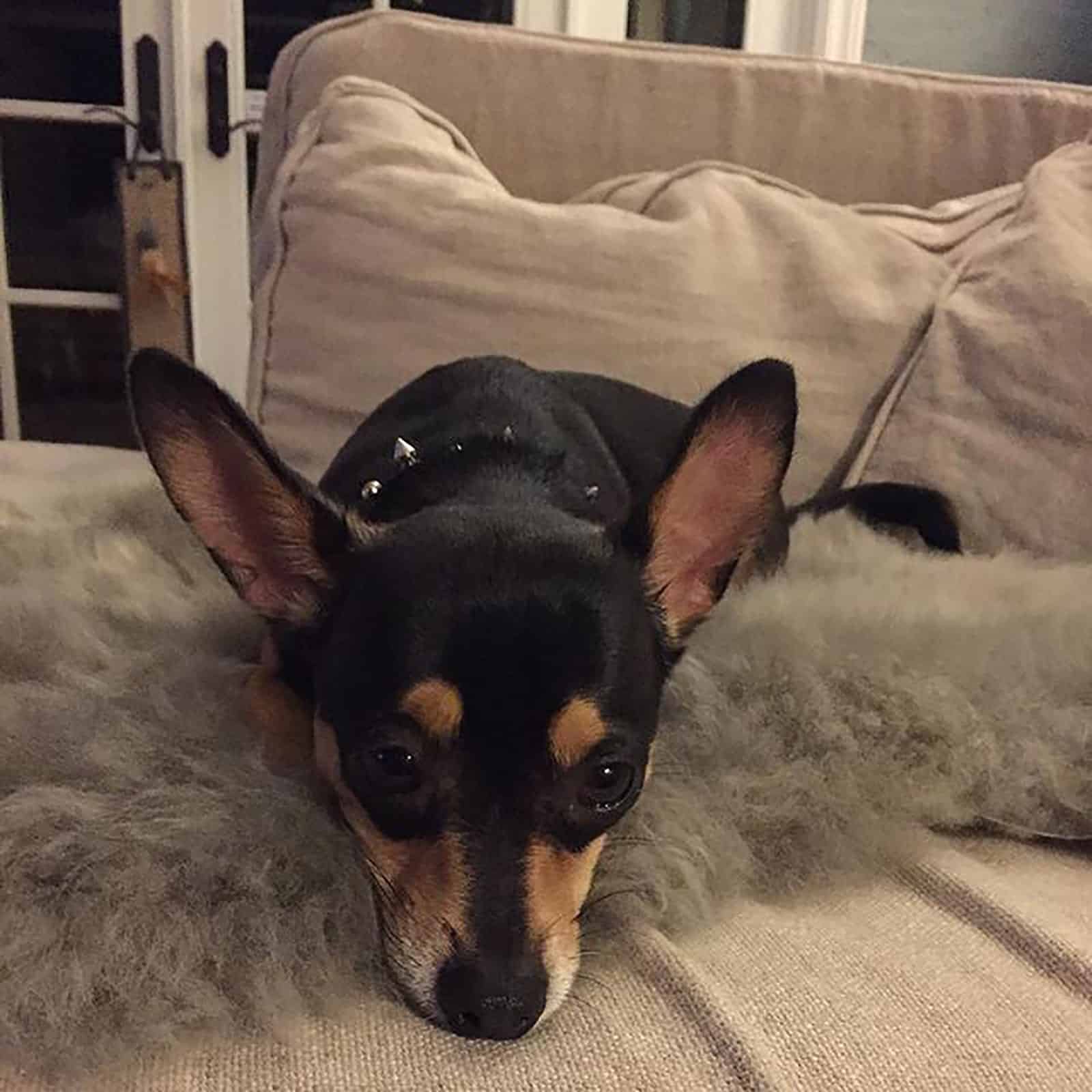 doberman chihuahua lying on the couch