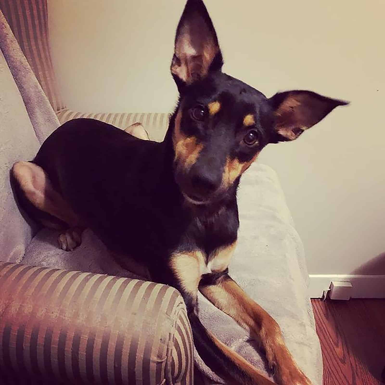 doberman chihuahua mix dog sitting on the armchair
