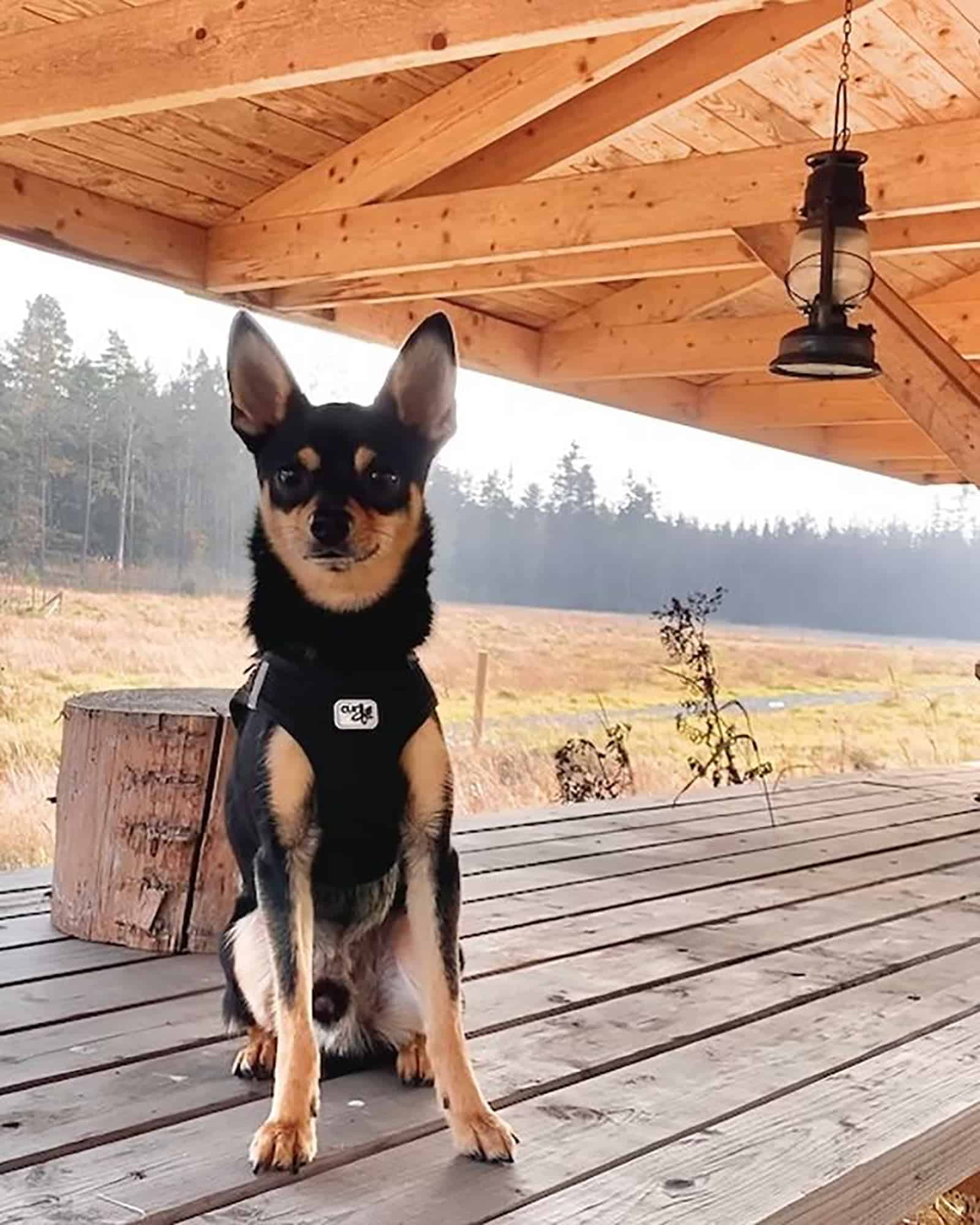 doberman chihuahua mix sitting on the table outdoors