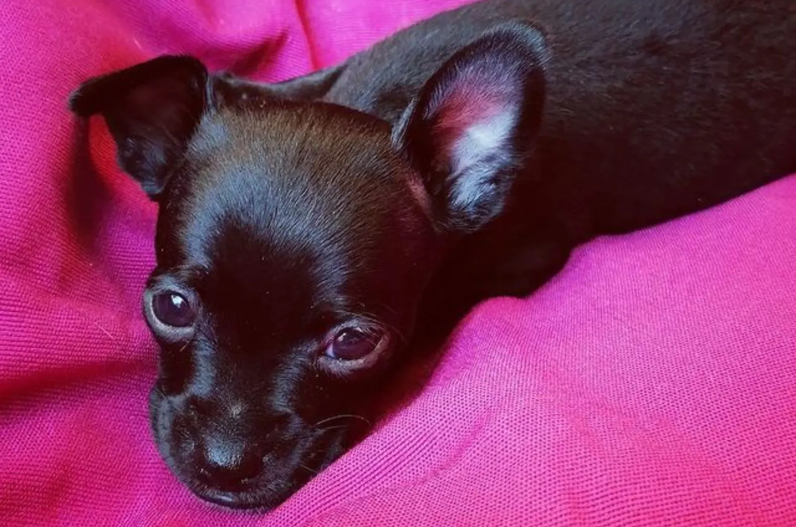 doberman chihuahua puppy lying on pink blanket