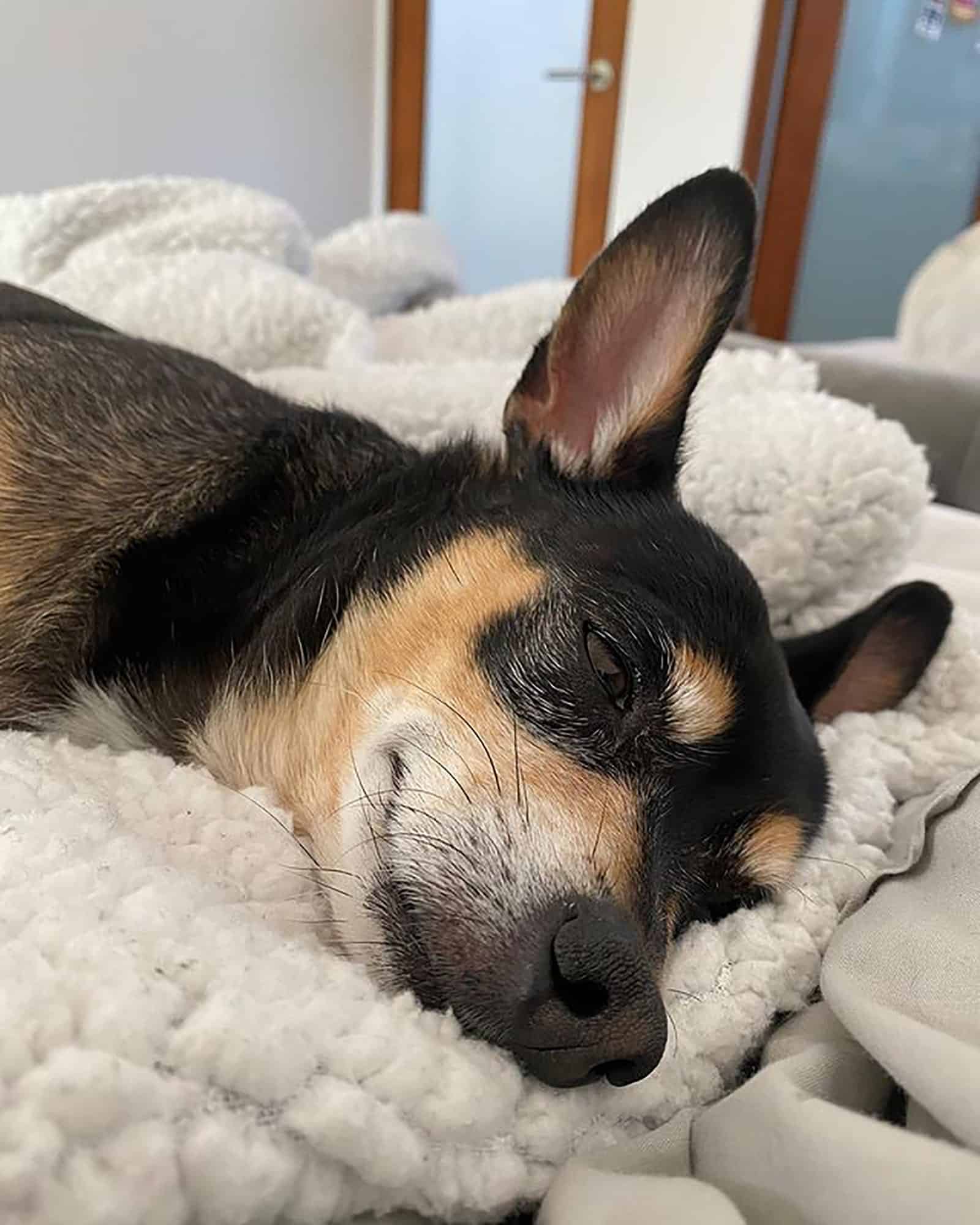 doberman chihuahua sleeping in the bed