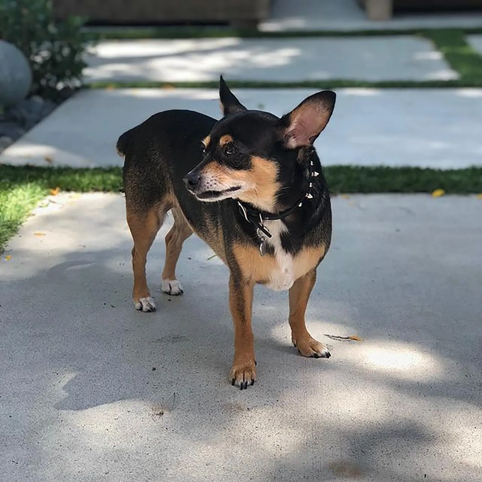 doberman chihuahua standing in the yard and playing