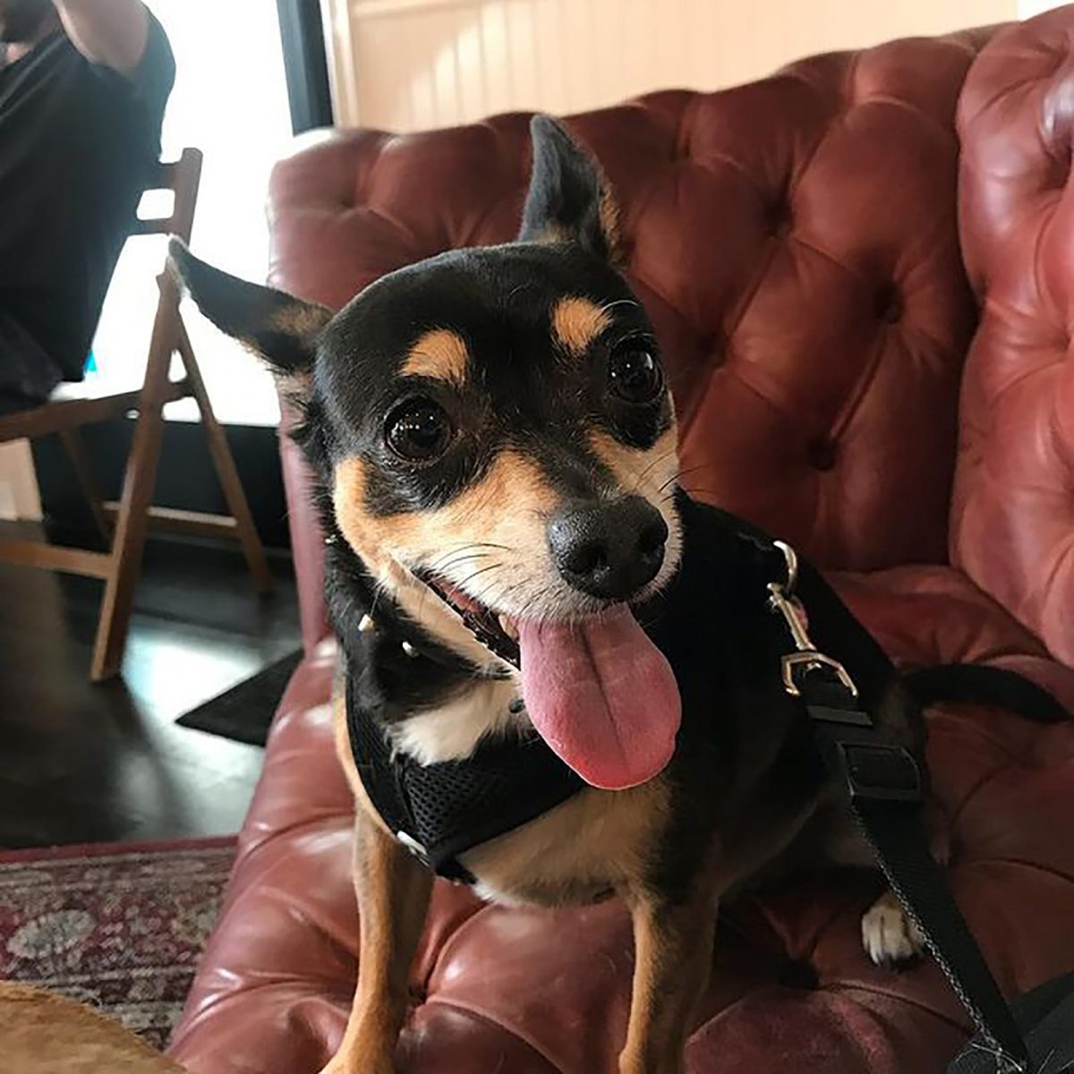 Chihuahua Mix With Doberman