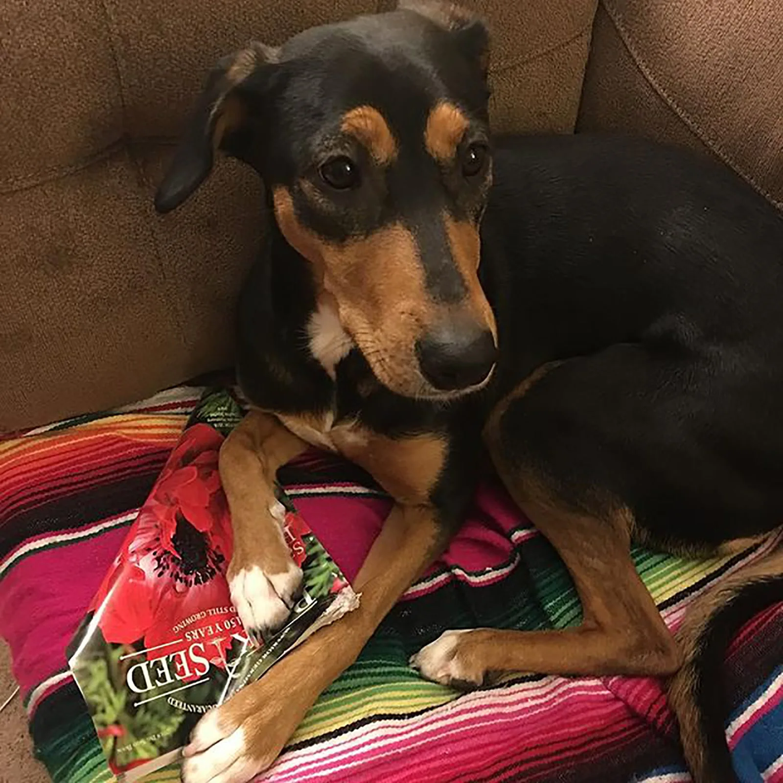 doberman chihuahua sitting on the couch