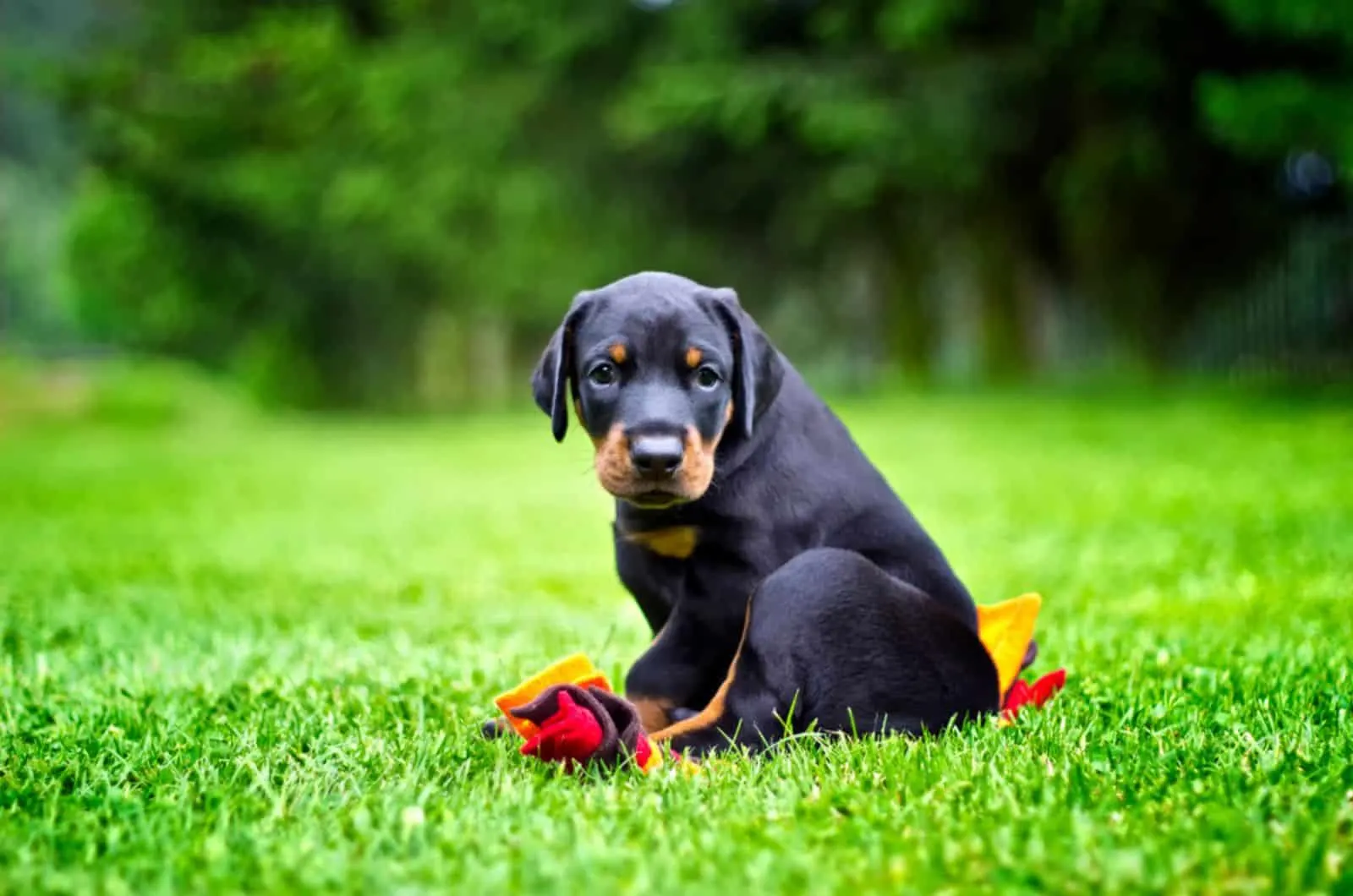 doberman puppy playing with a toy in the garden