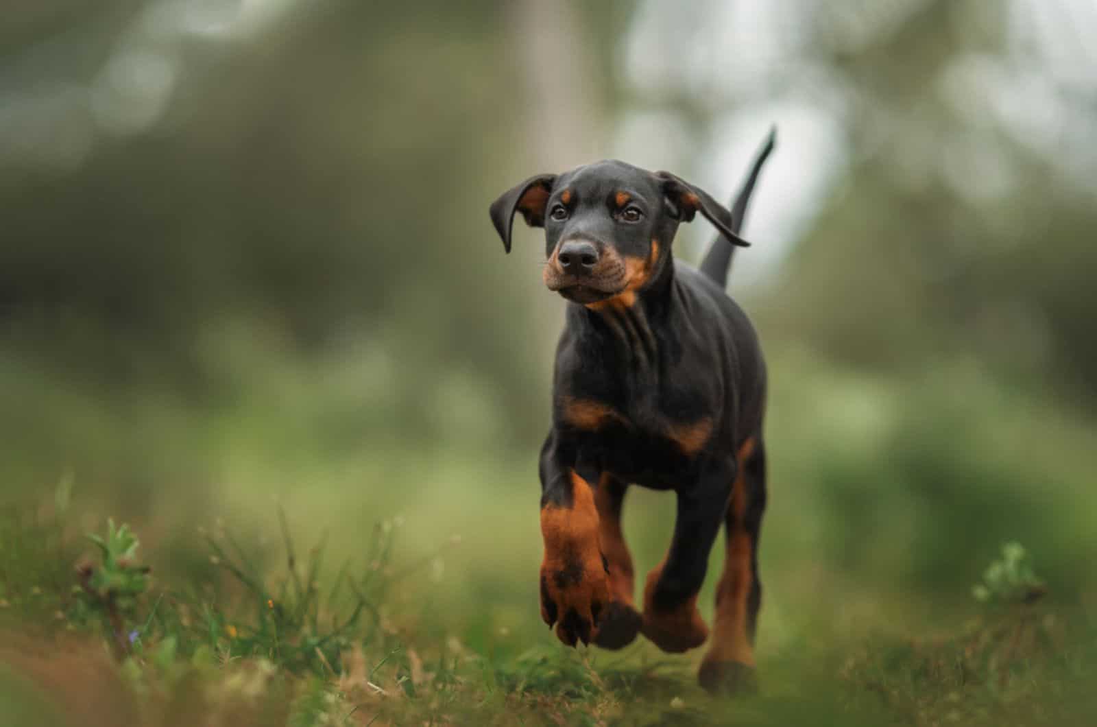 doberman puppy running on a meadow