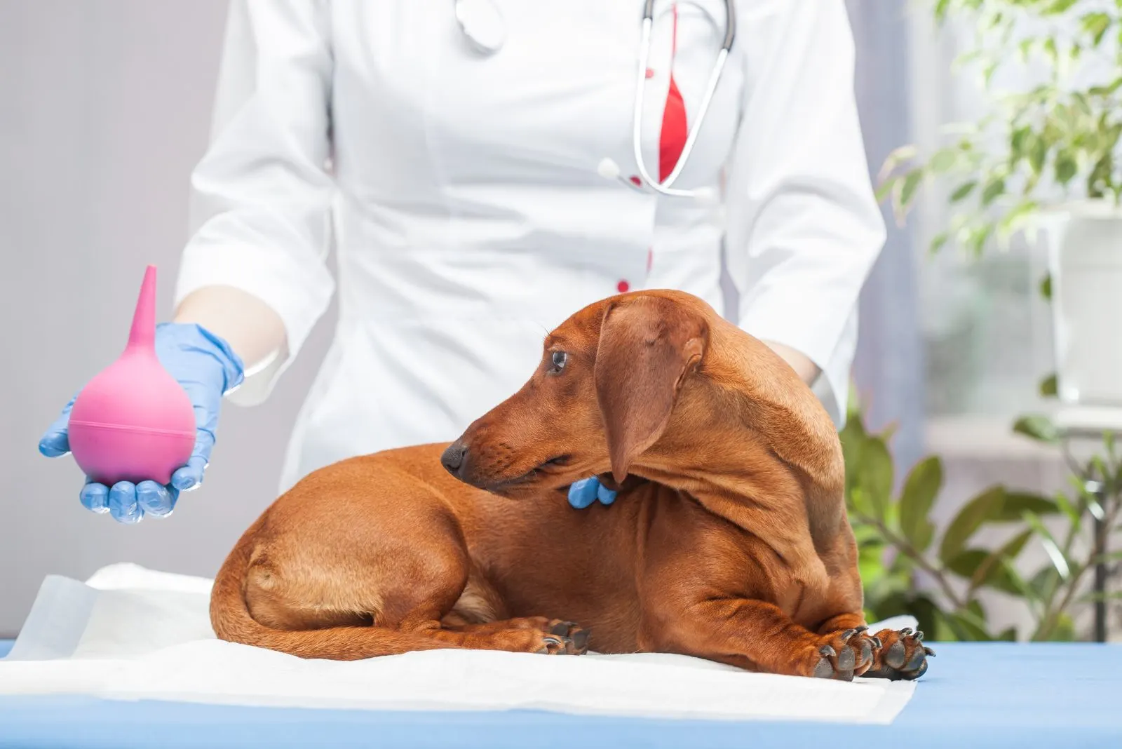 dog at the veterinarian's examination