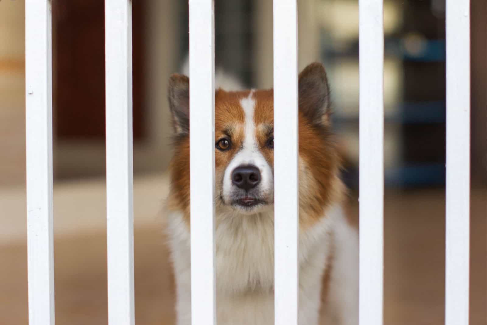dog behind a fence