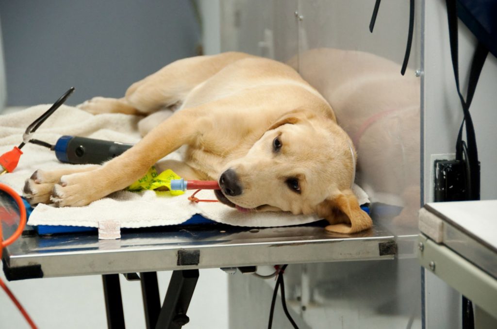 dog laying on the vet table