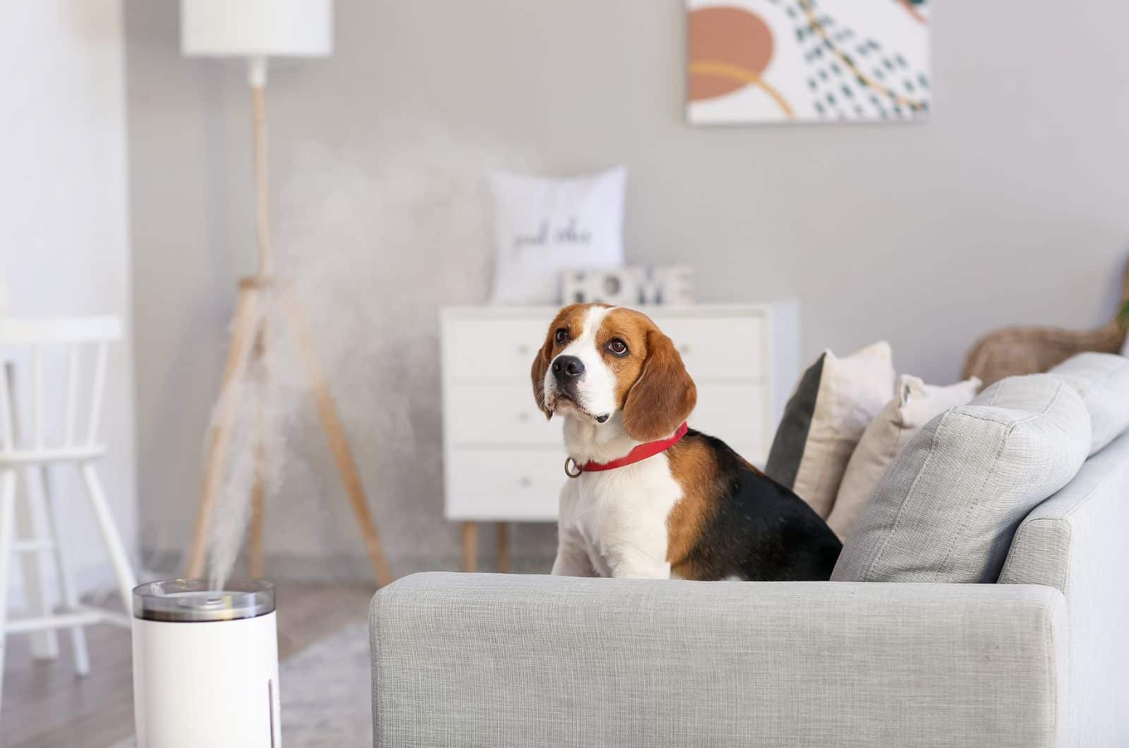 dog looking at Humidifier 