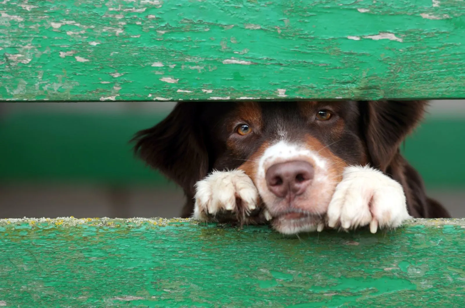 dog looks outside through fence