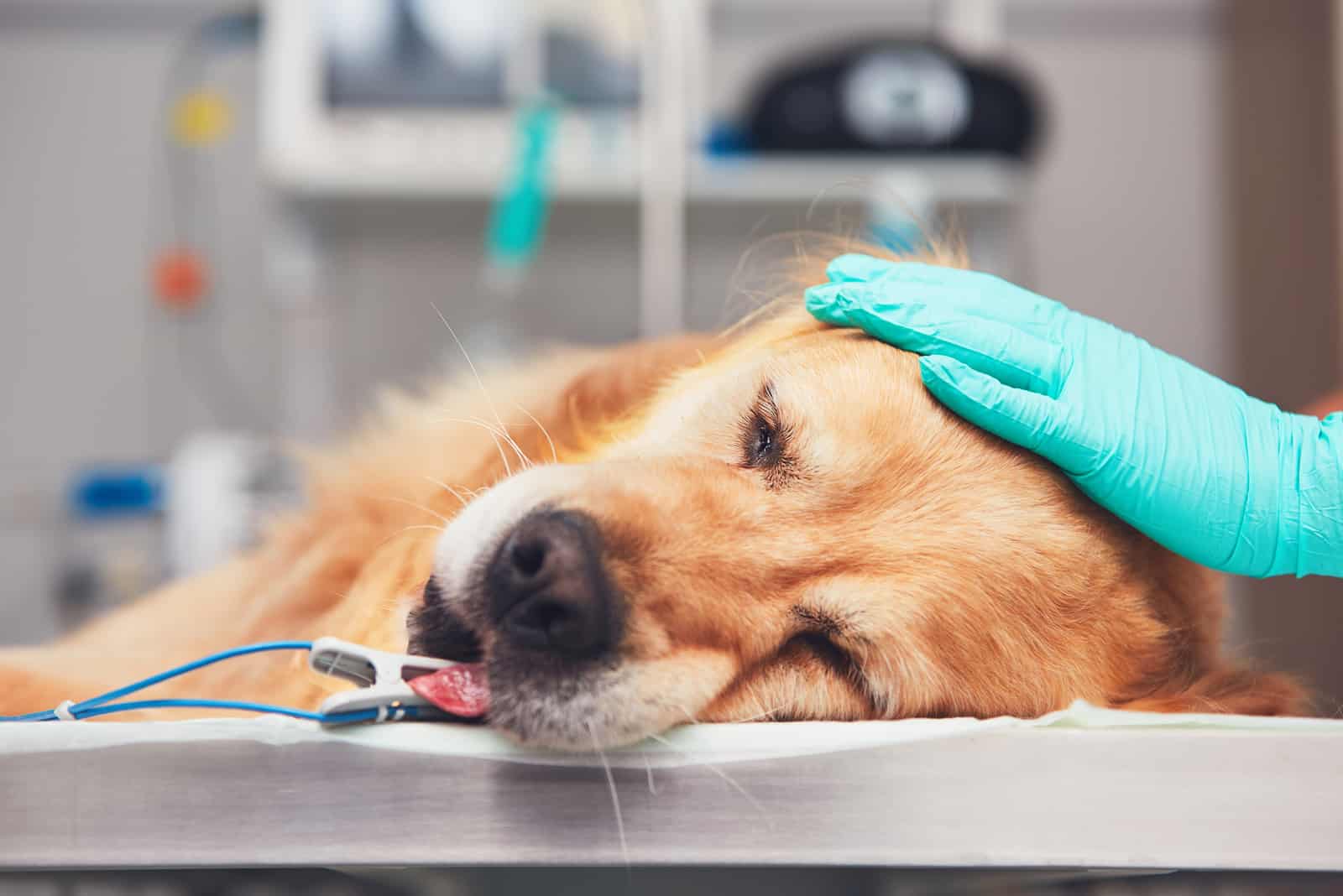 dog lying at clinic