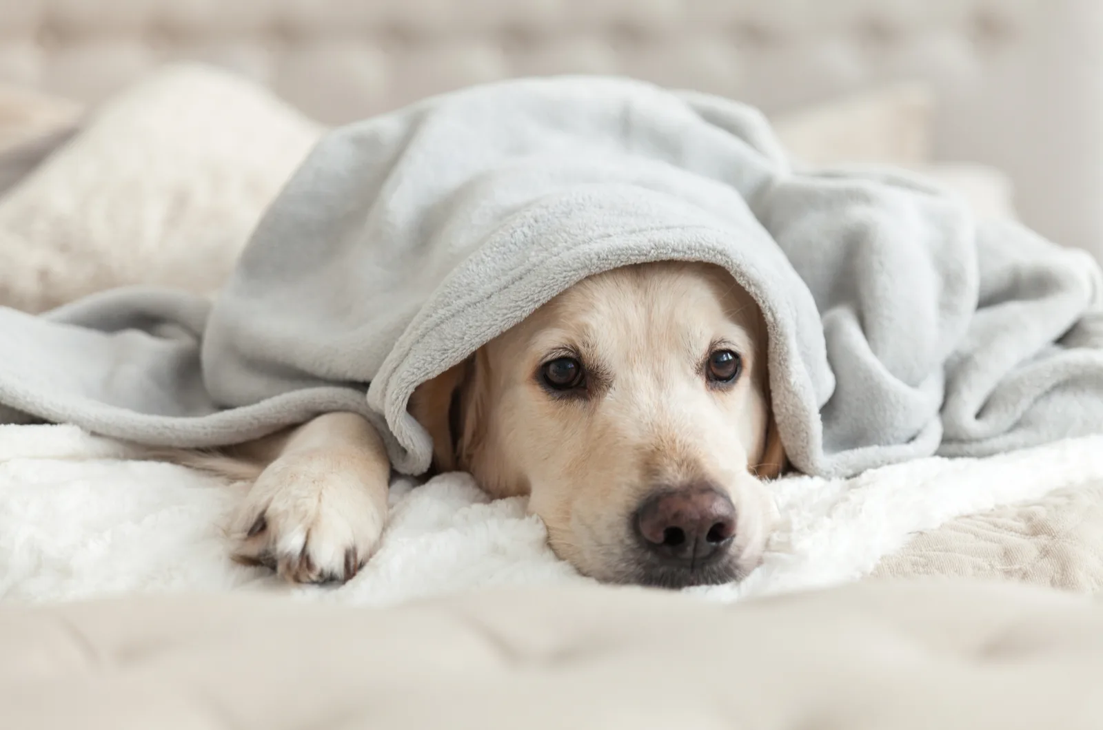 dog lying on bed under blanket