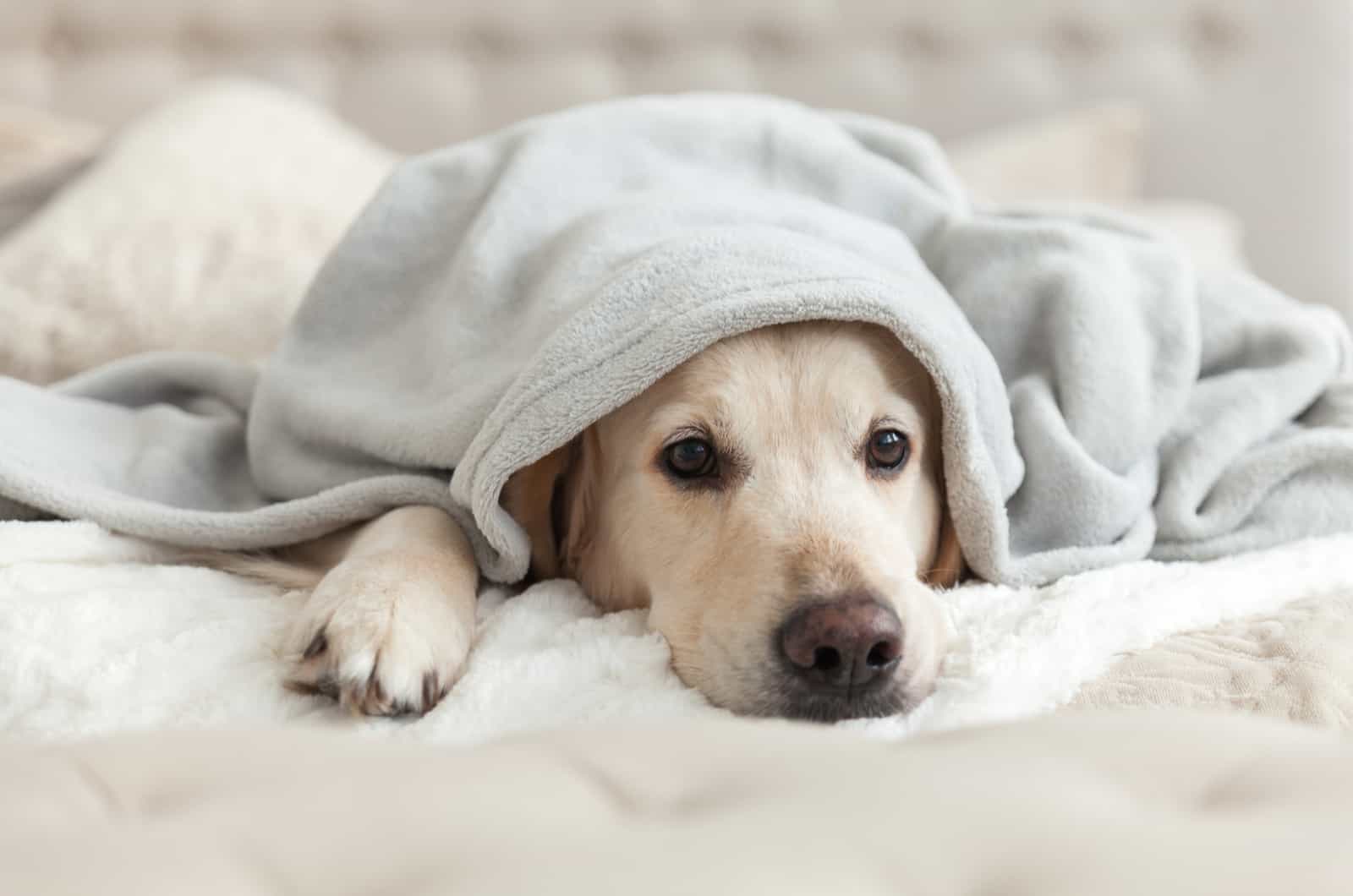 dog lying on bed under blanket