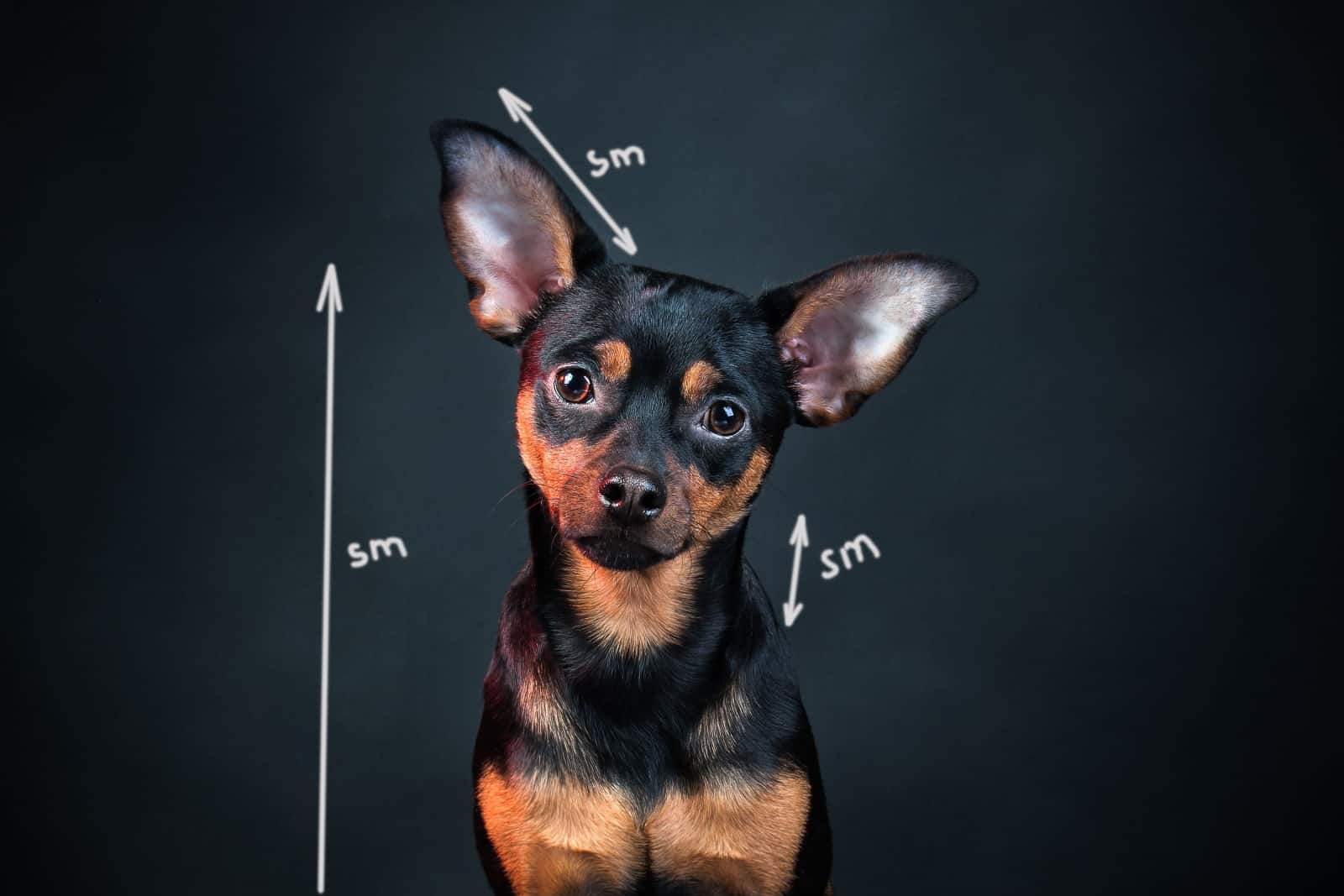 dog measurements
