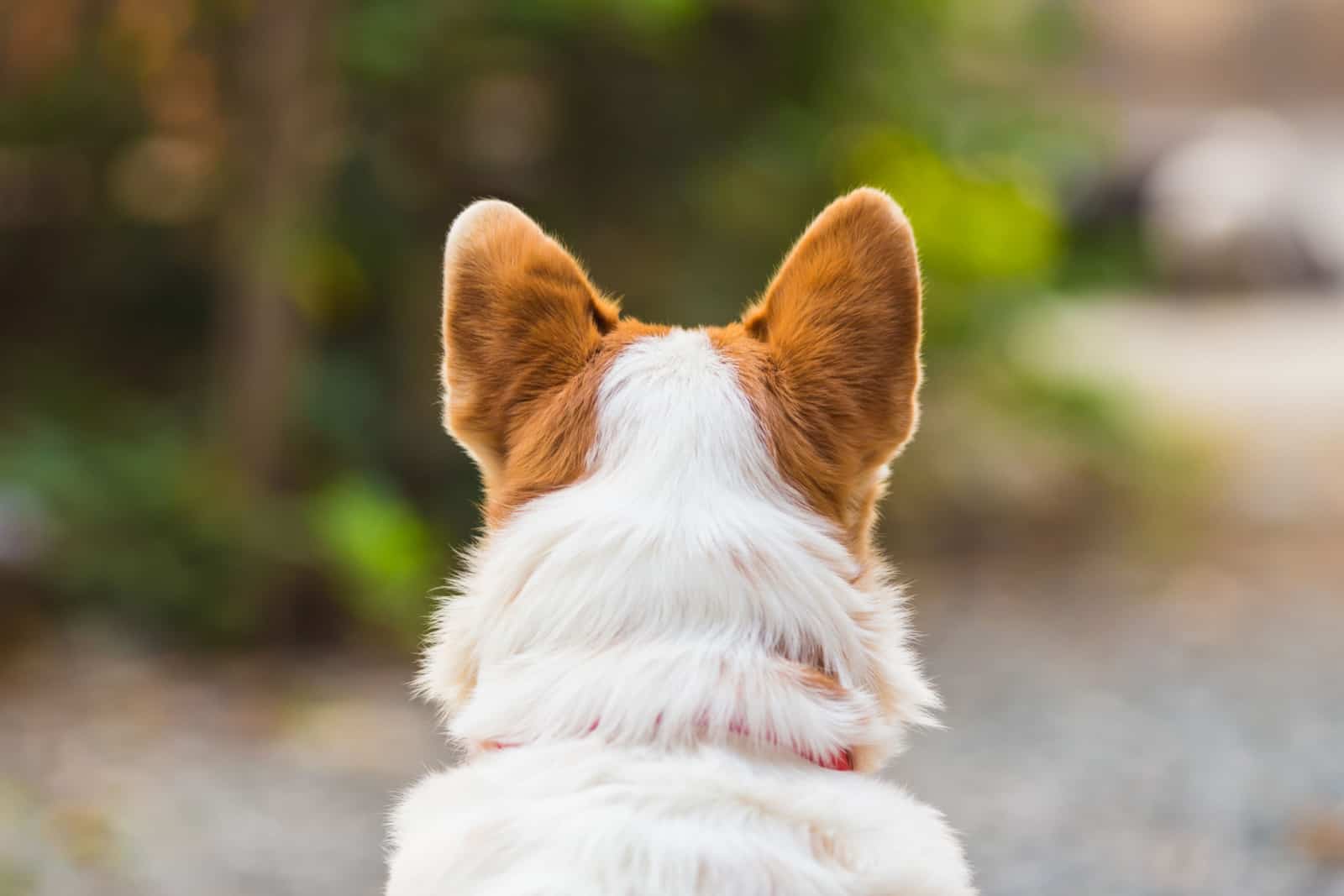 dog photographed from the back