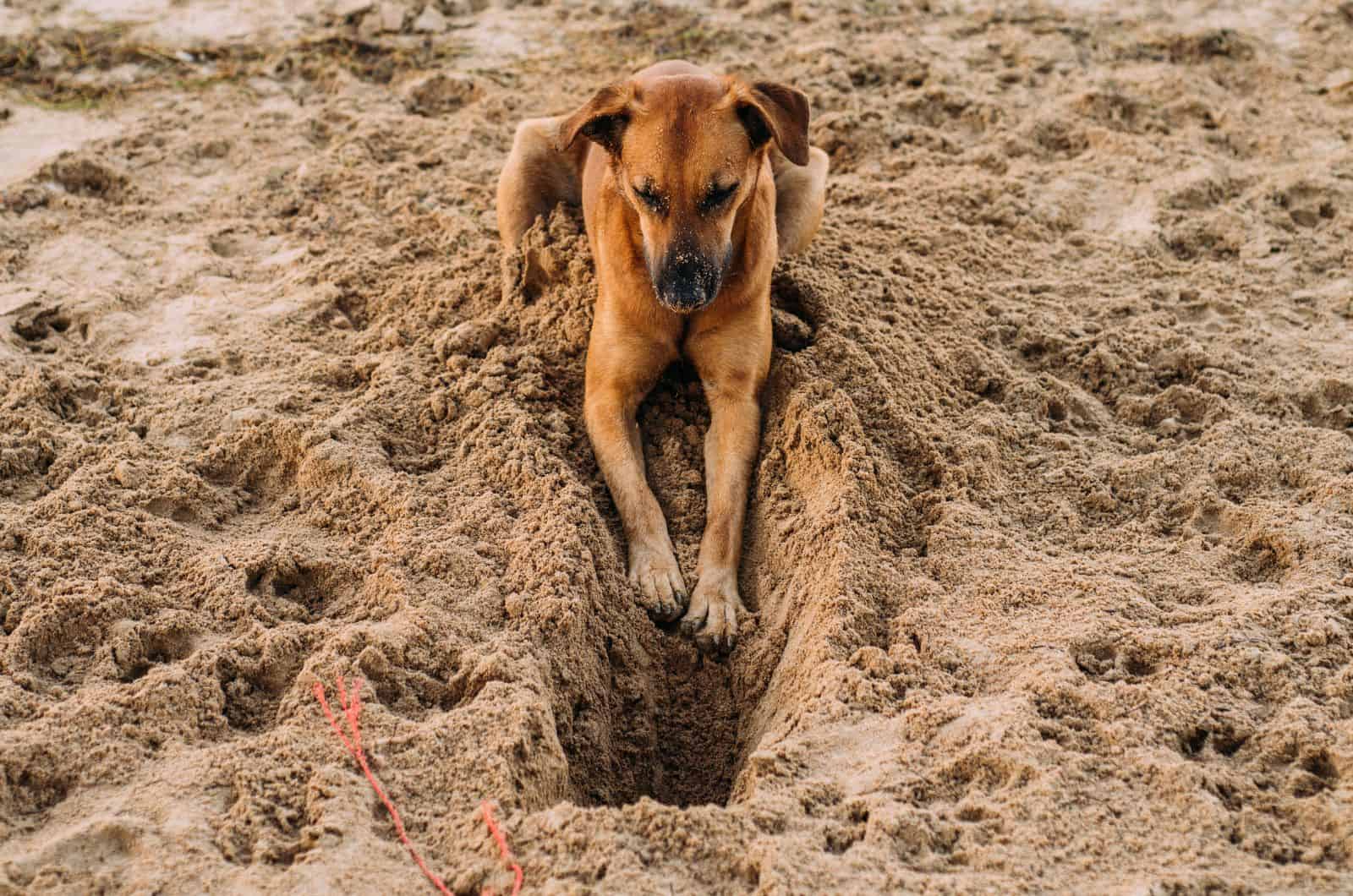 dog playing in sand