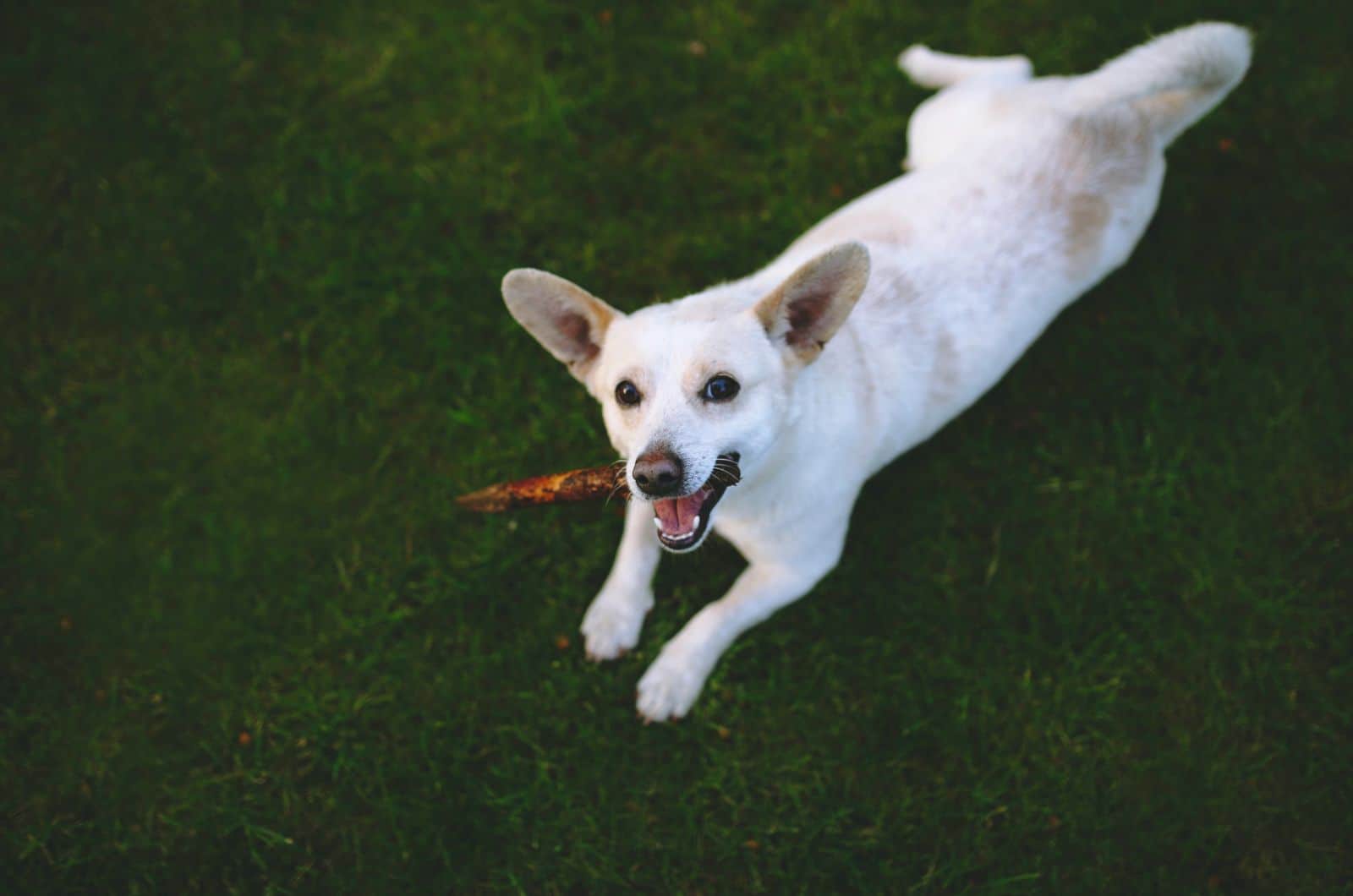 dog playing with stick