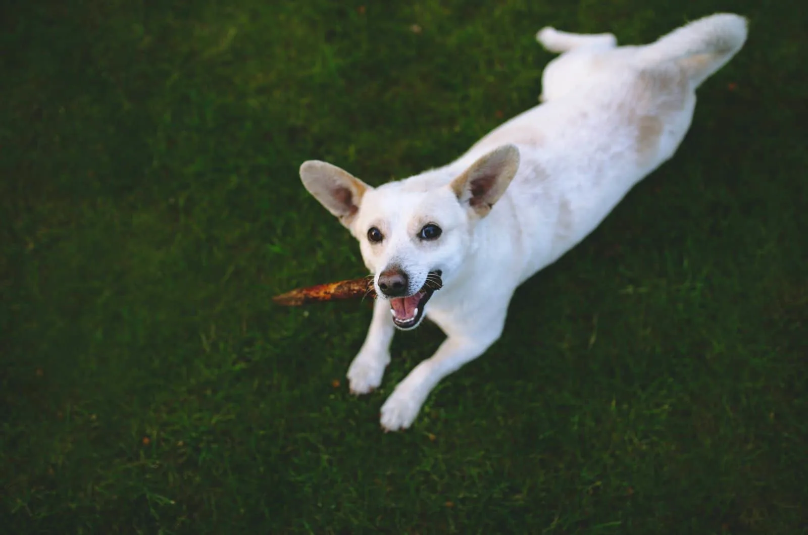dog playing with stick