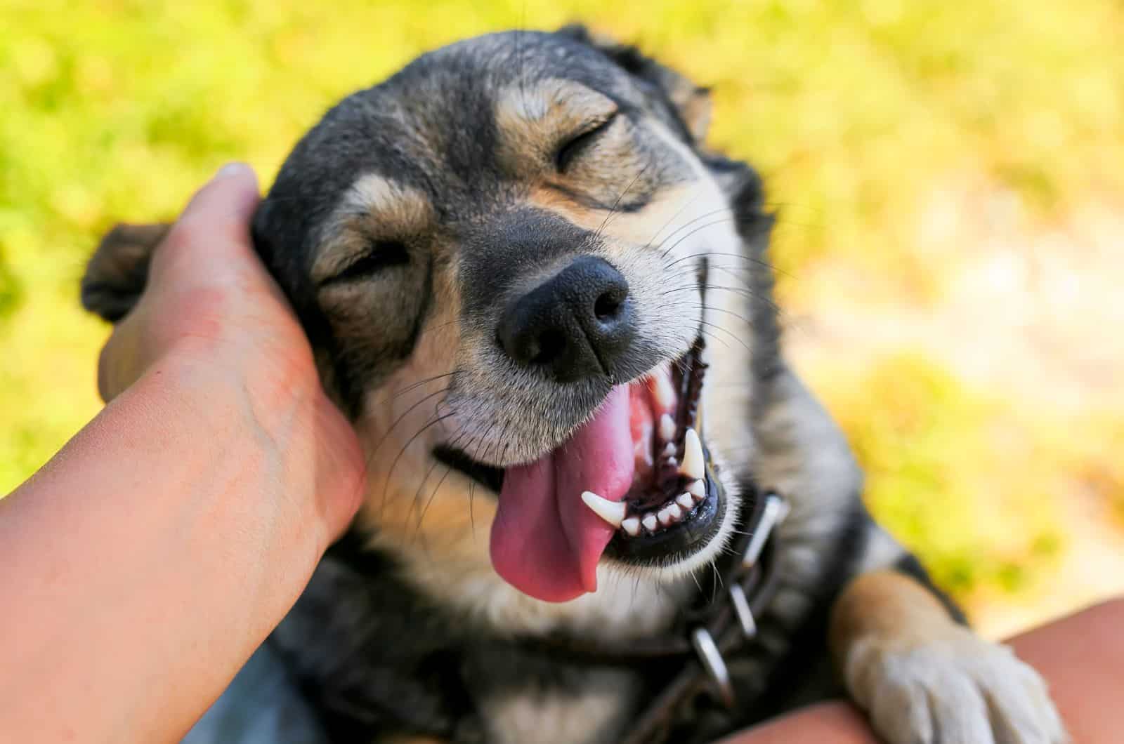 POV Guy petting his dog