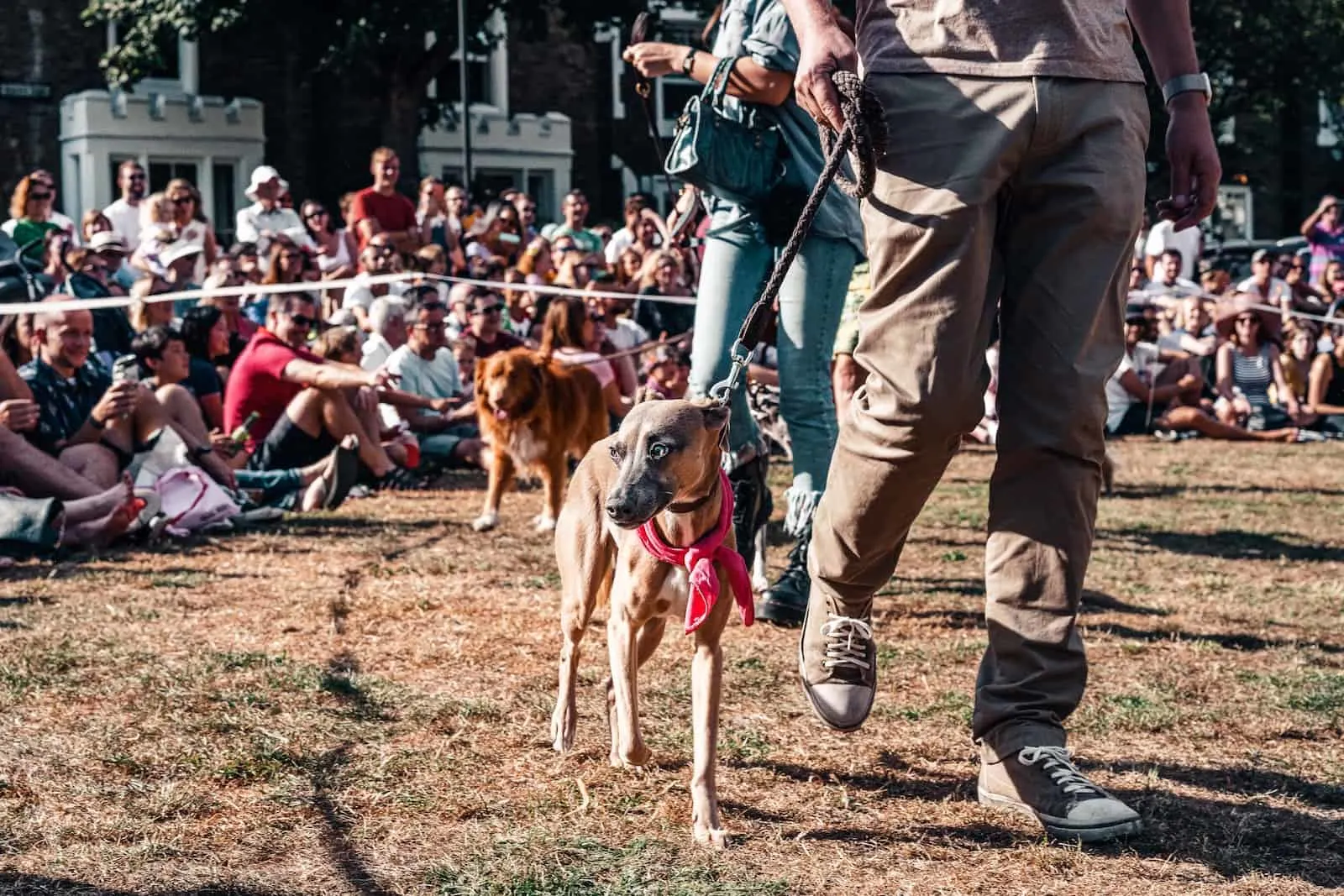 dog show