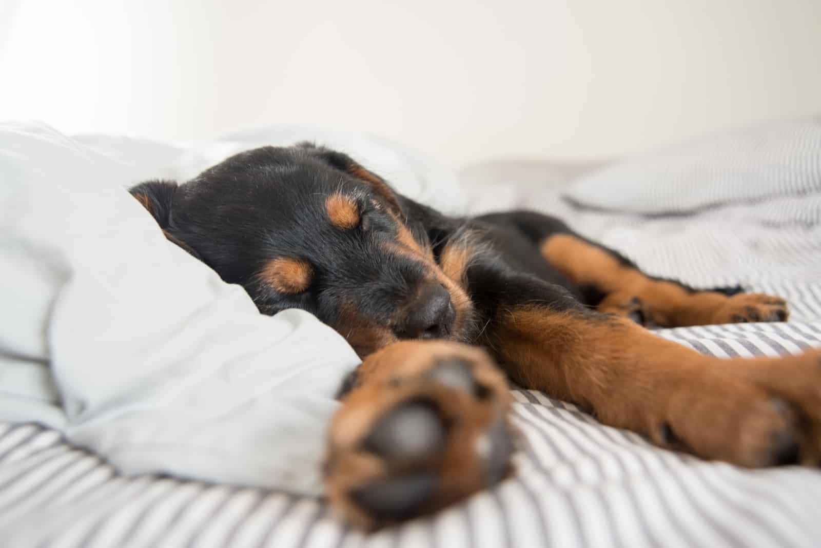 dog sleeping on pillow