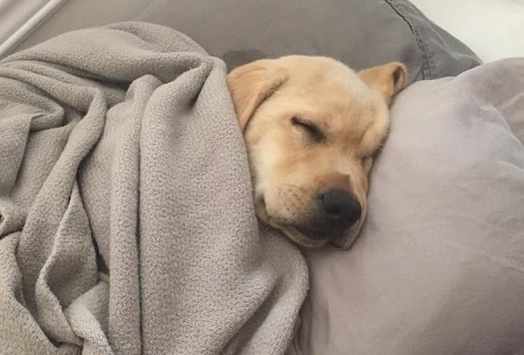 dog sleeping wrapped up in blankets