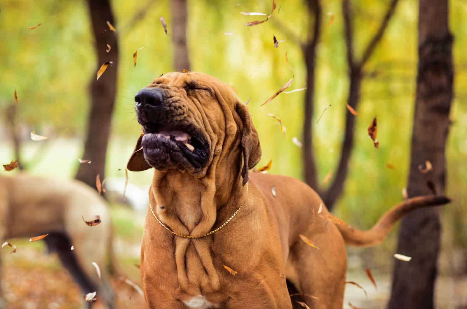 dog sneezing while standing outside