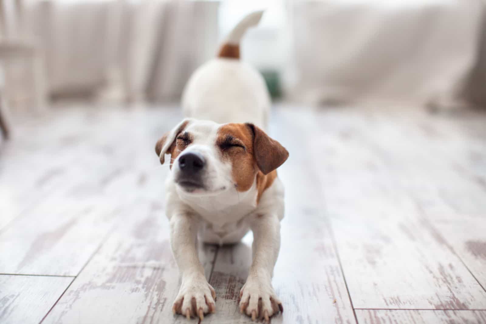 dog stretching