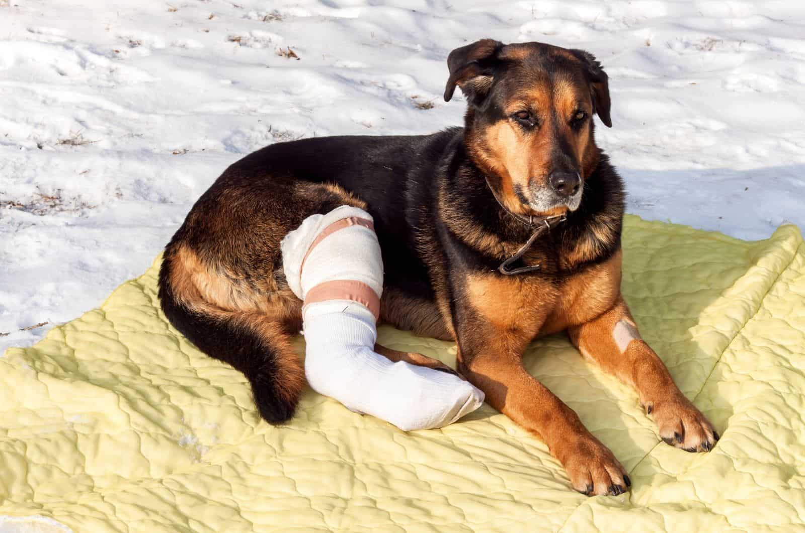 dog with hurt leg